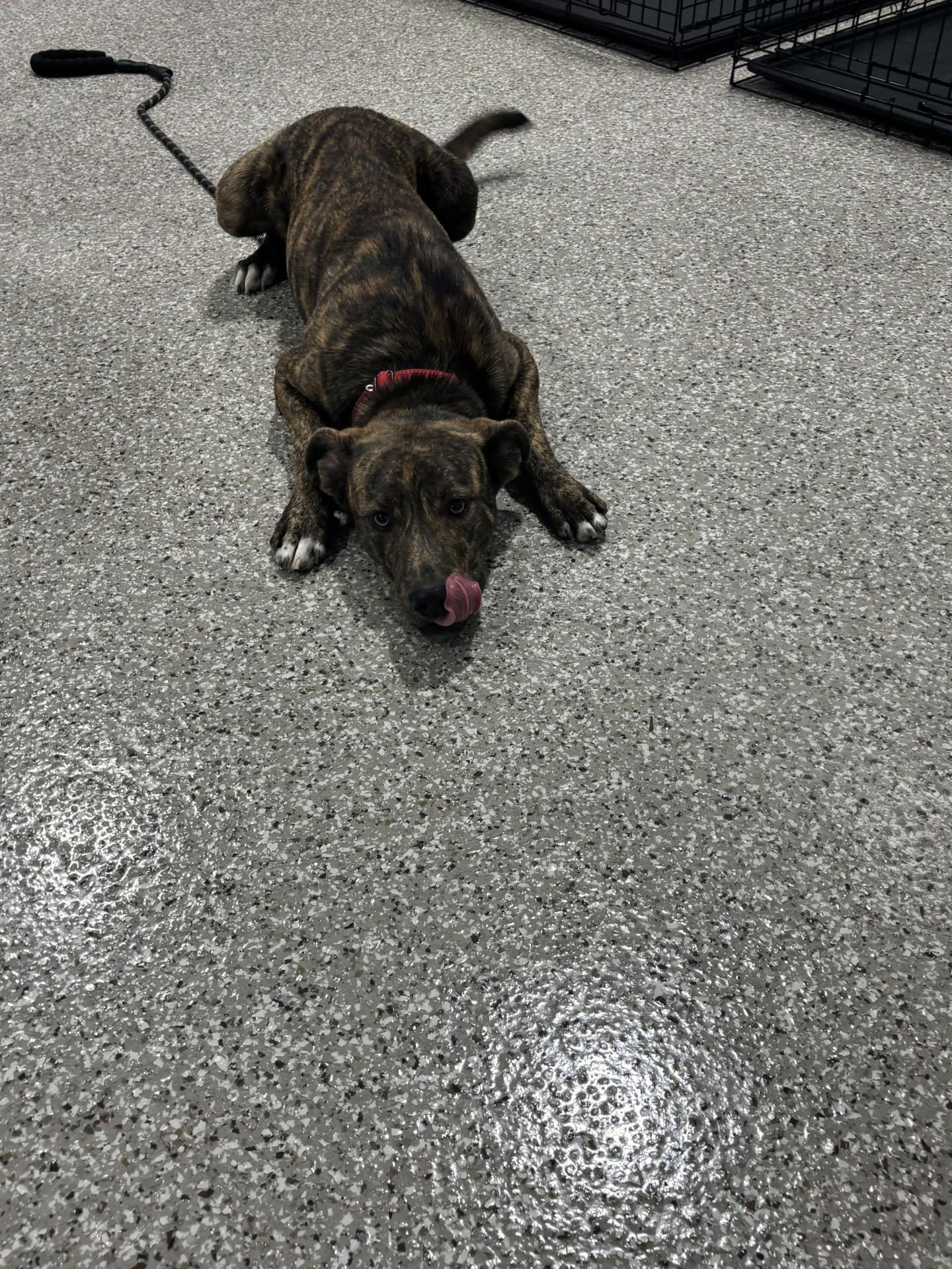 Enlarge Star Fox, a ADOPTABLE mixed breed in Shepherdsville, KY image 3/4