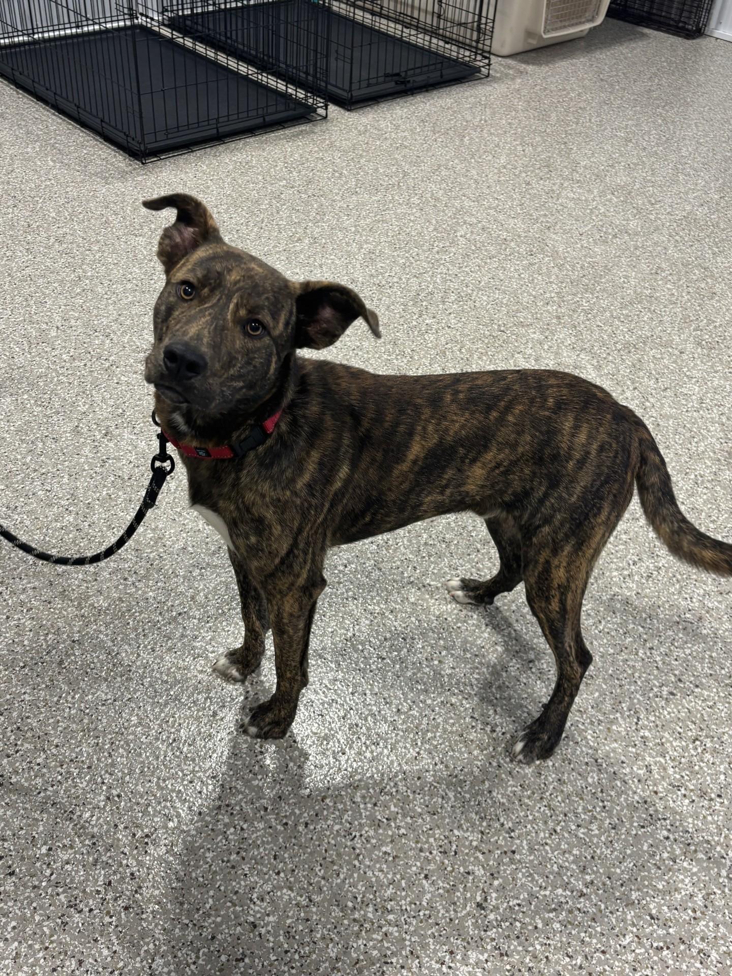 Enlarge Star Fox, a ADOPTABLE mixed breed in Shepherdsville, KY image 2/4