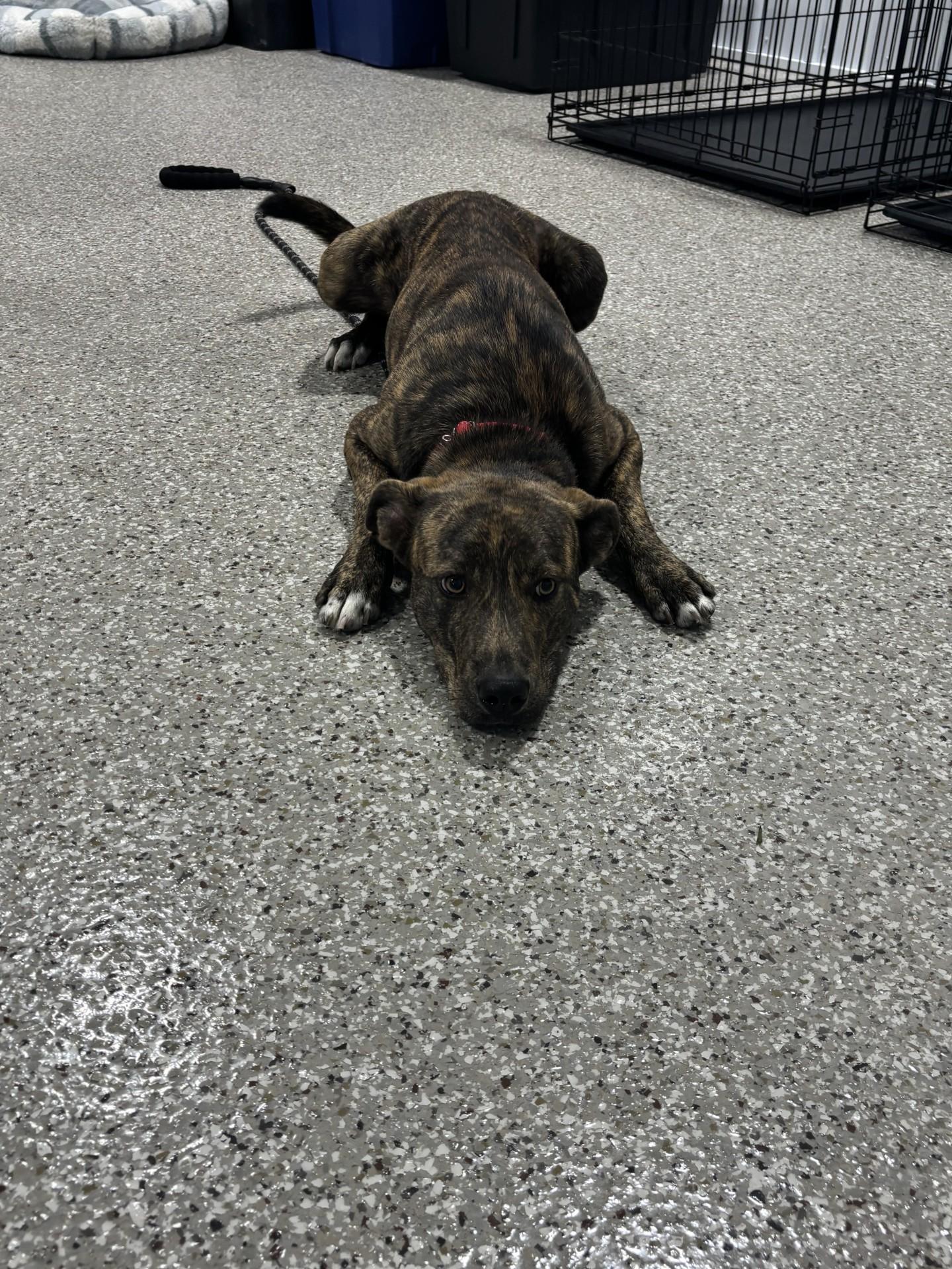 Enlarge Star Fox, a ADOPTABLE mixed breed in Shepherdsville, KY image 1/4