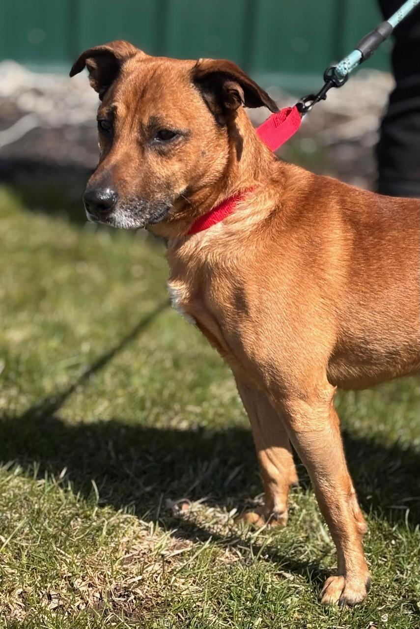 Enlarge Chubbs, an adoptable mixed breed in Batavia, NY image 1/1