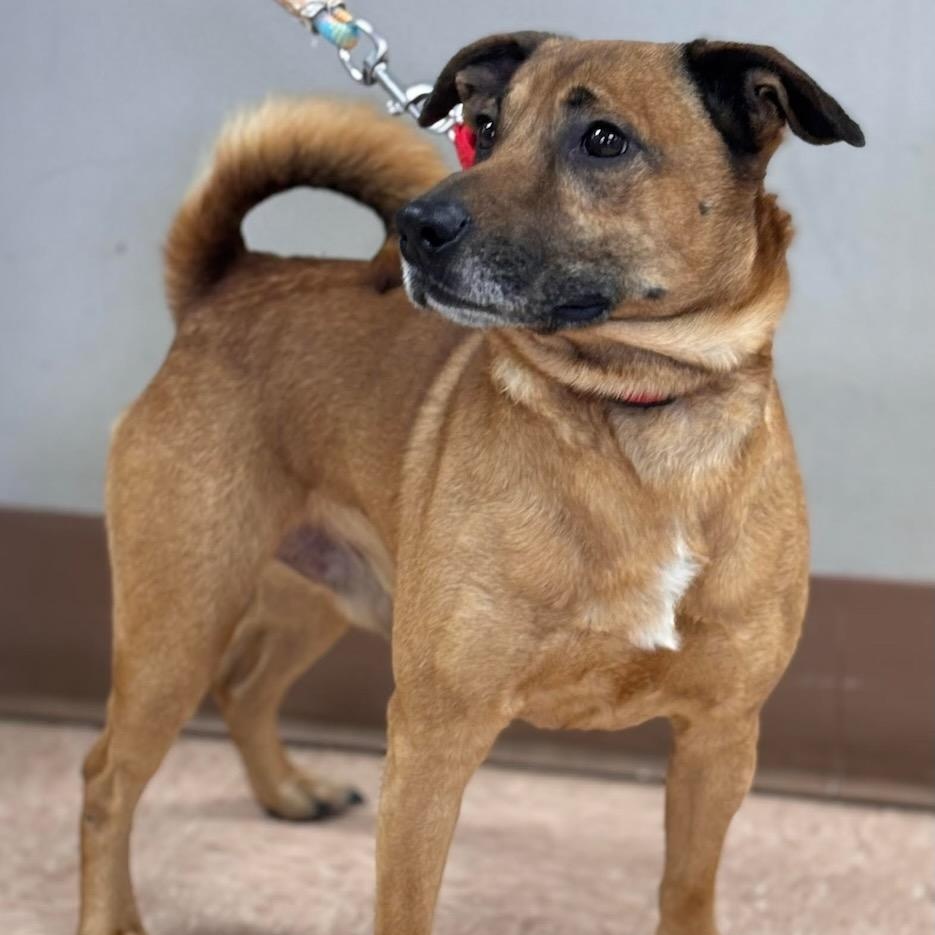 Enlarge Chubbs, an adoptable mixed breed in Batavia, NY image 1/1