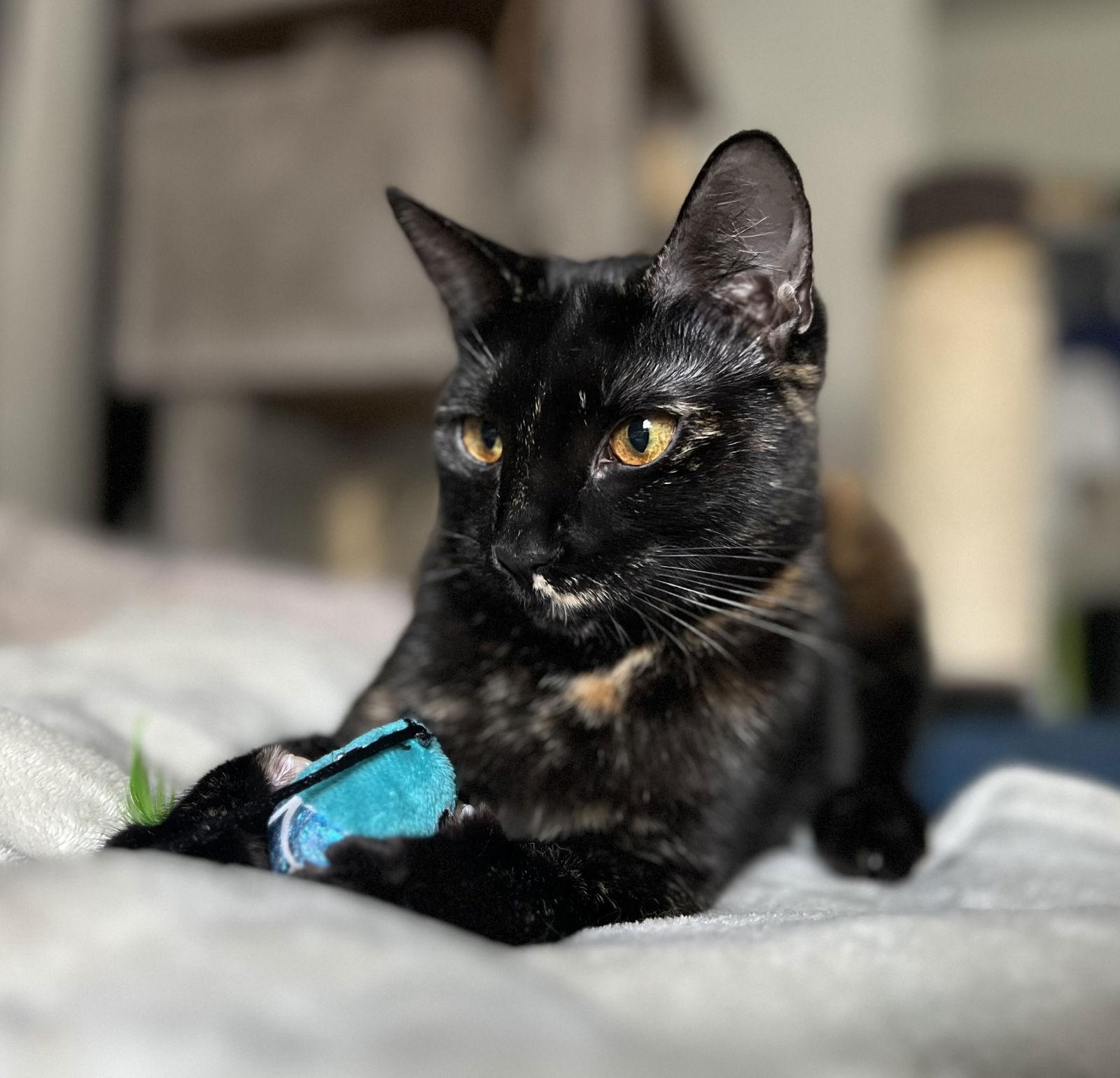 Enlarge Karma bonded-to-Jasper, a Adoptable mixed breed in Bellingham, WA image 2/3