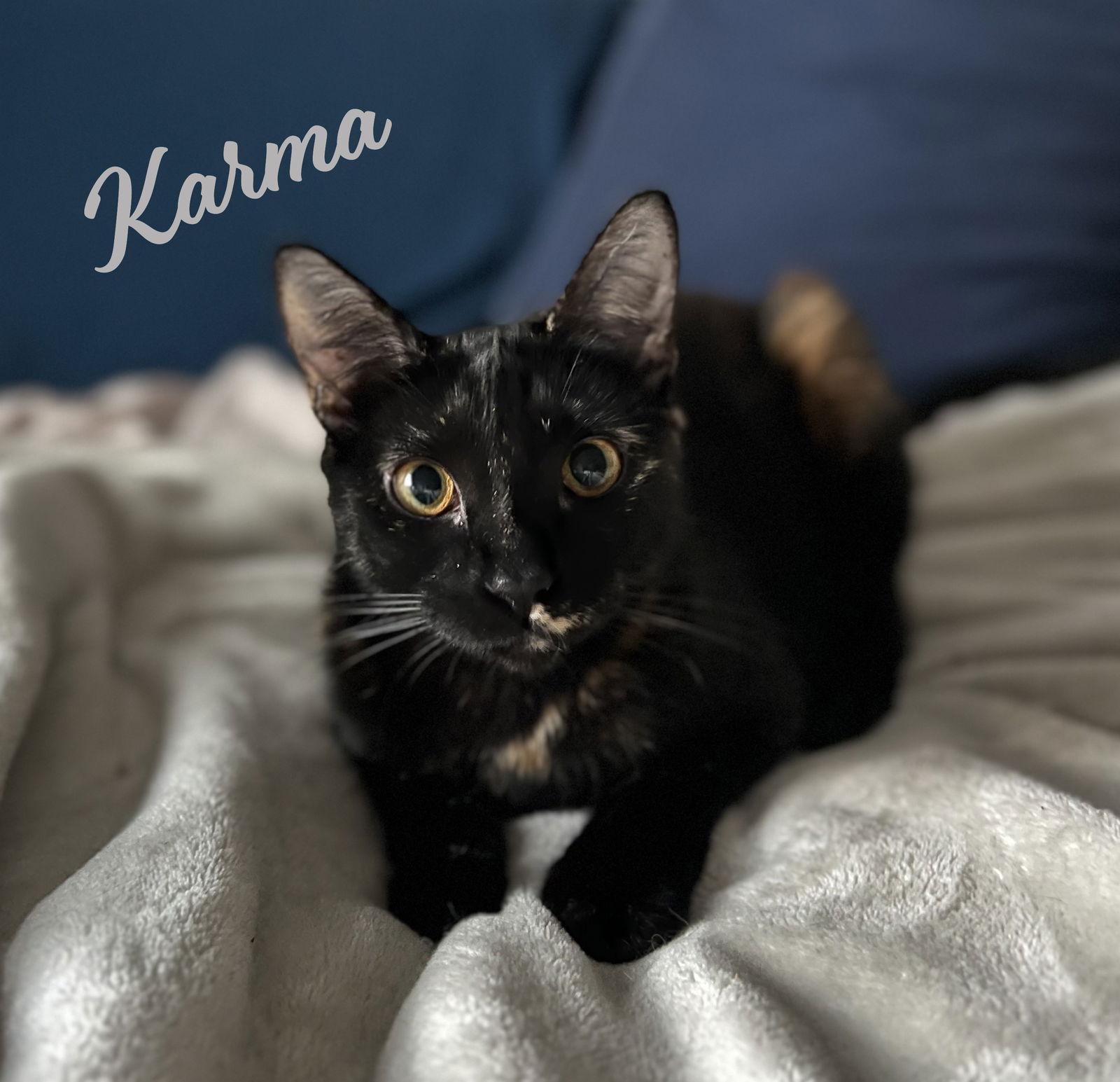 Karma bonded-to-Jasper, Adoptable, Young Female Tortoiseshell & Domestic Short Hair.