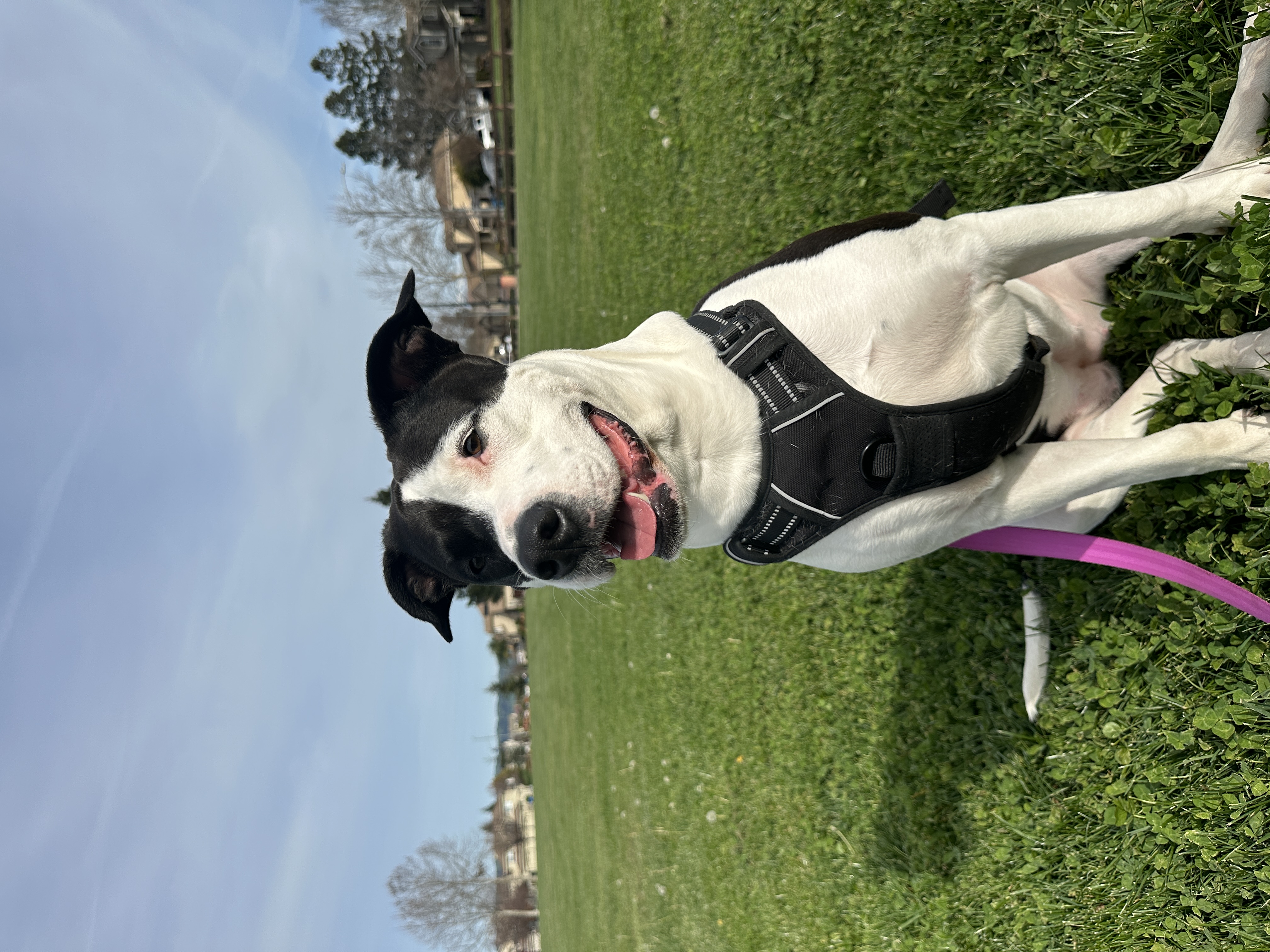 DARLA
