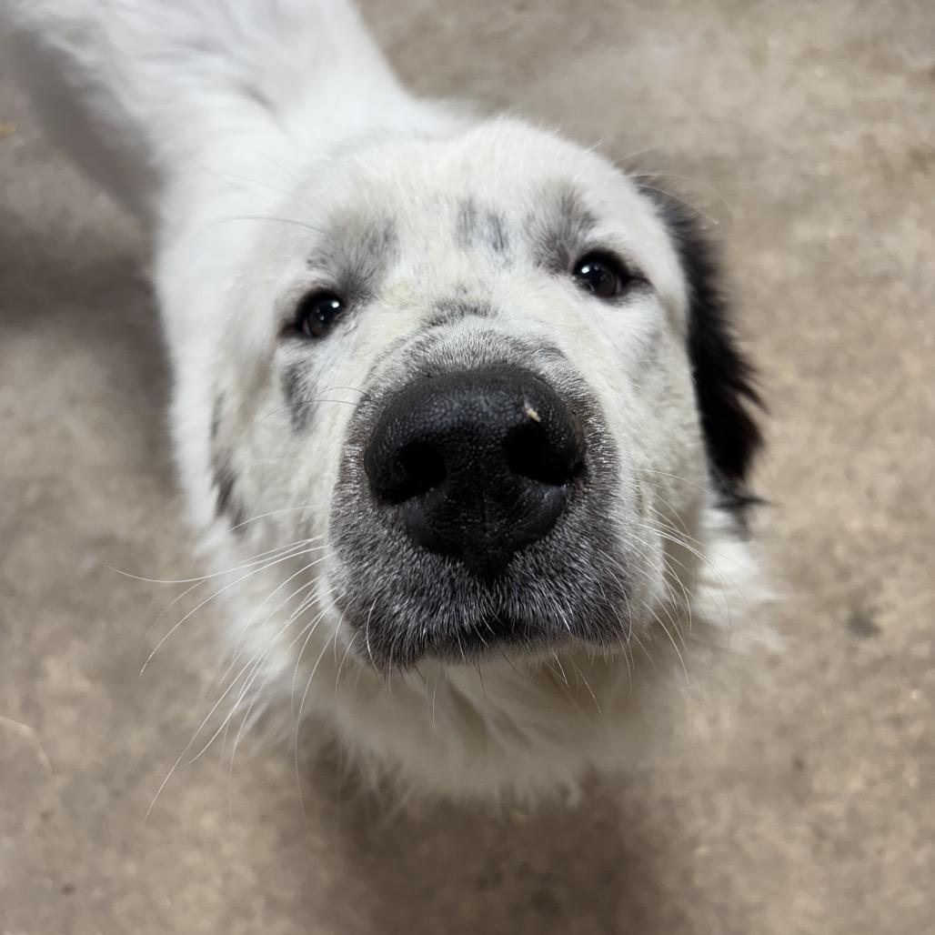 Enlarge Kubota, a Adoptable Great Pyrenees in Eufaula, OK image 1/1