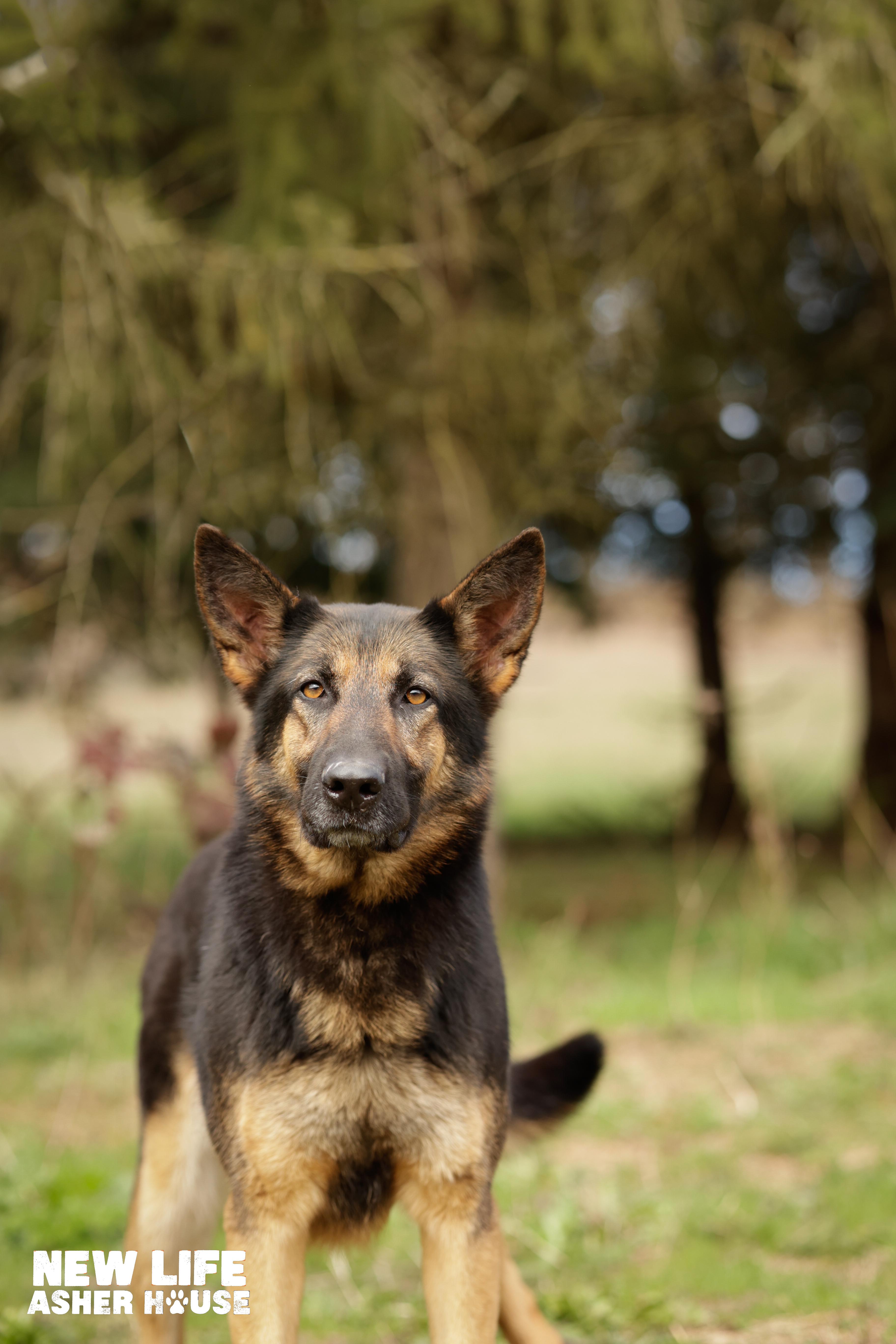 BREEZY, a Adoptable German Shepherd Dog in Portland, OR image 4/4