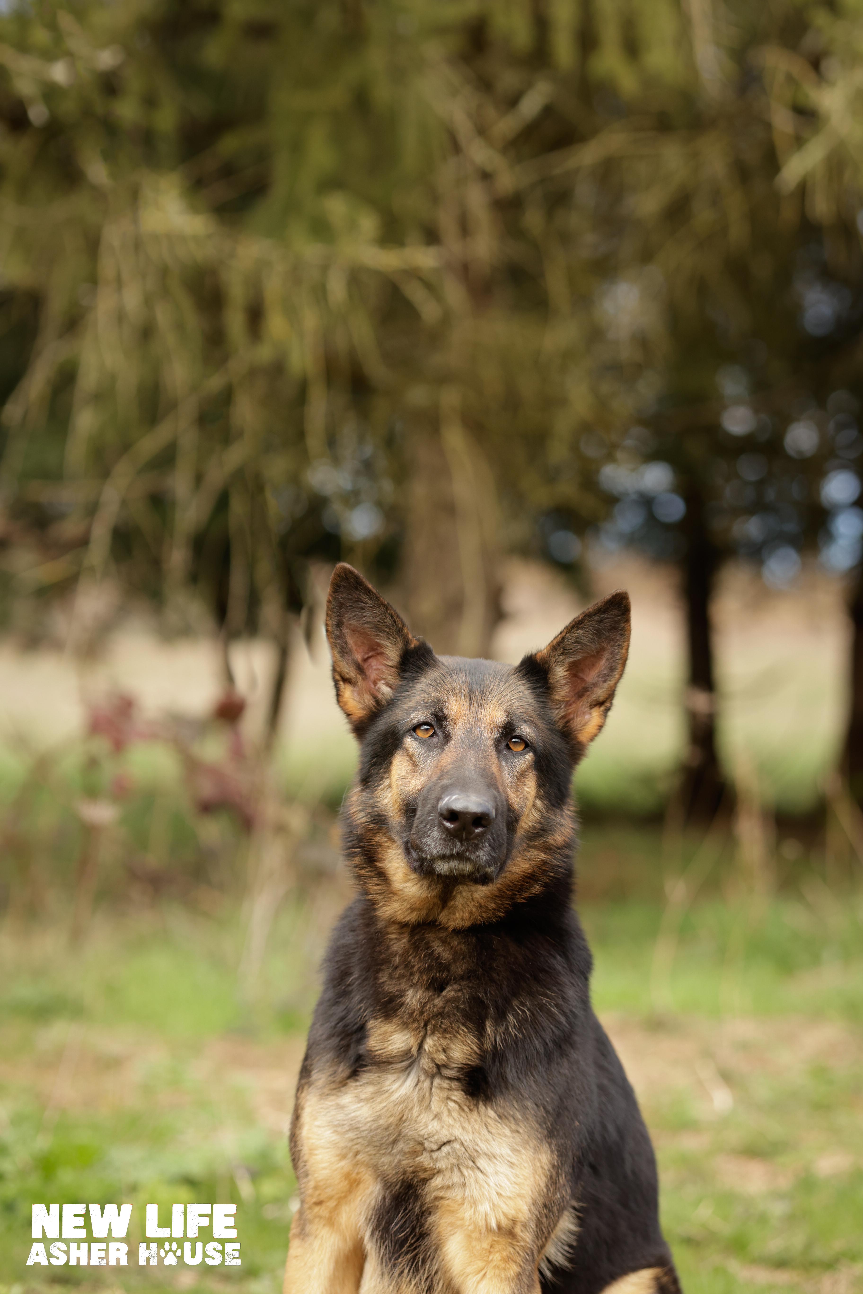 BREEZY, a Adoptable German Shepherd Dog in Portland, OR image 3/4