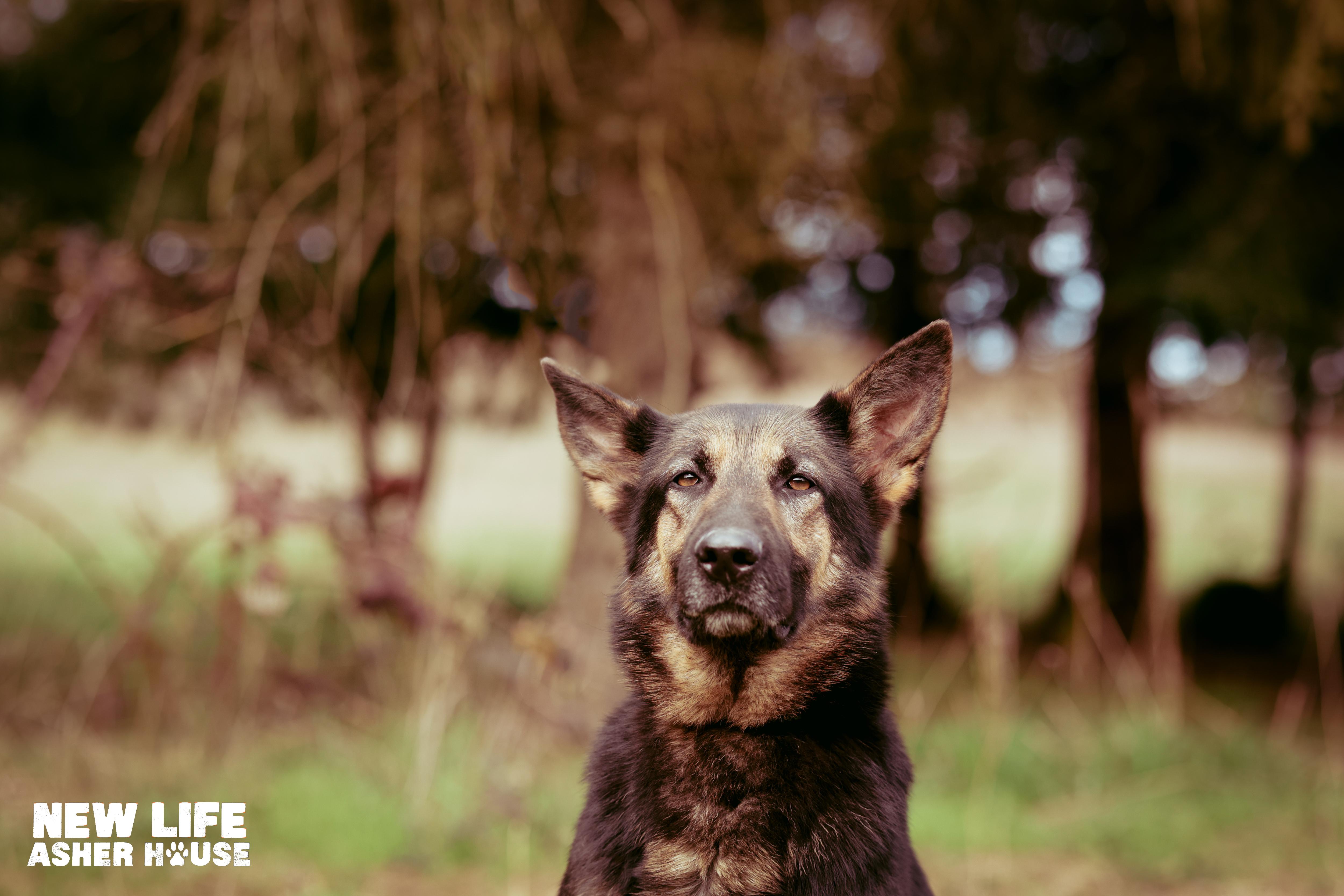 BREEZY, a Adoptable German Shepherd Dog in Portland, OR image 2/4