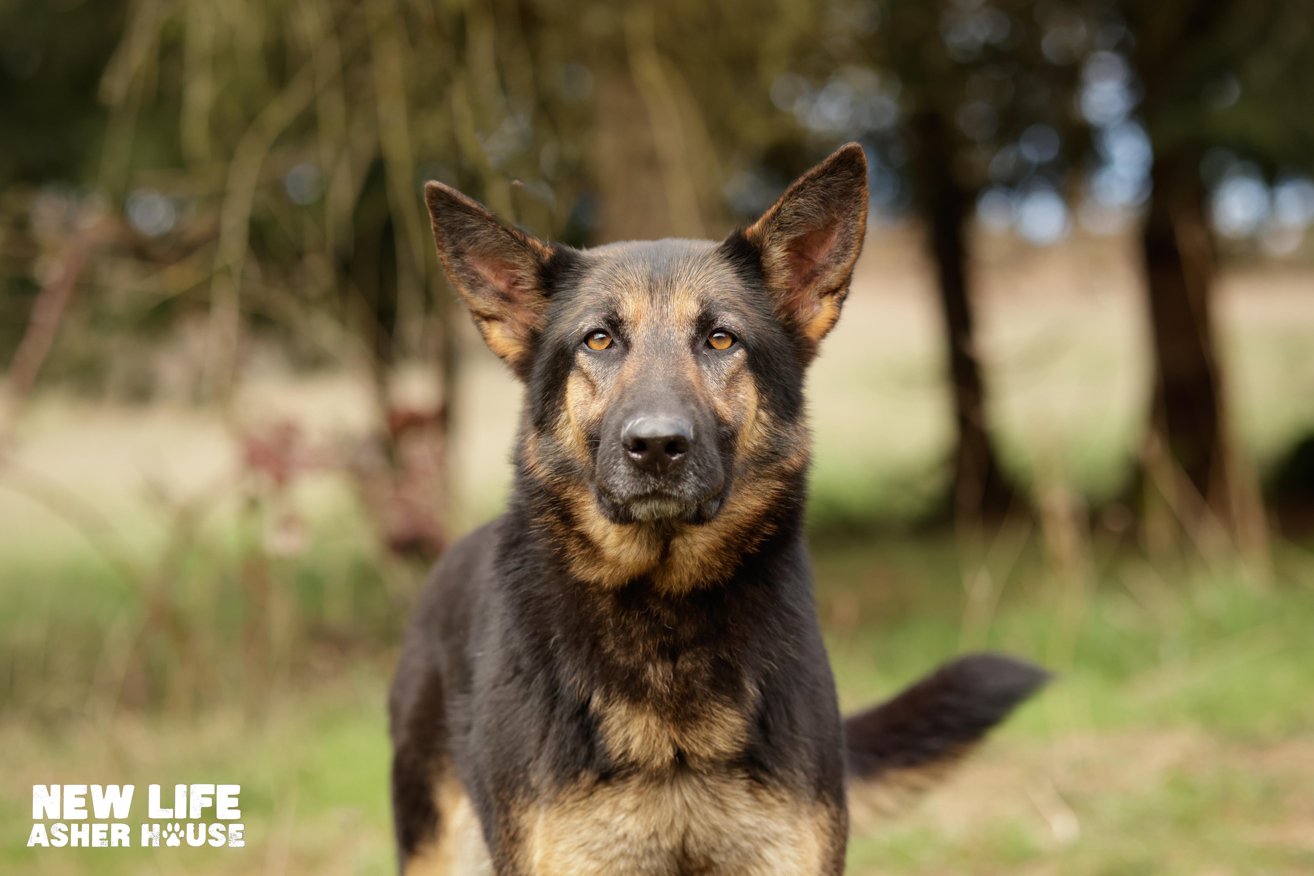 BREEZY, Adoptable, Adult Female German Shepherd Dog.