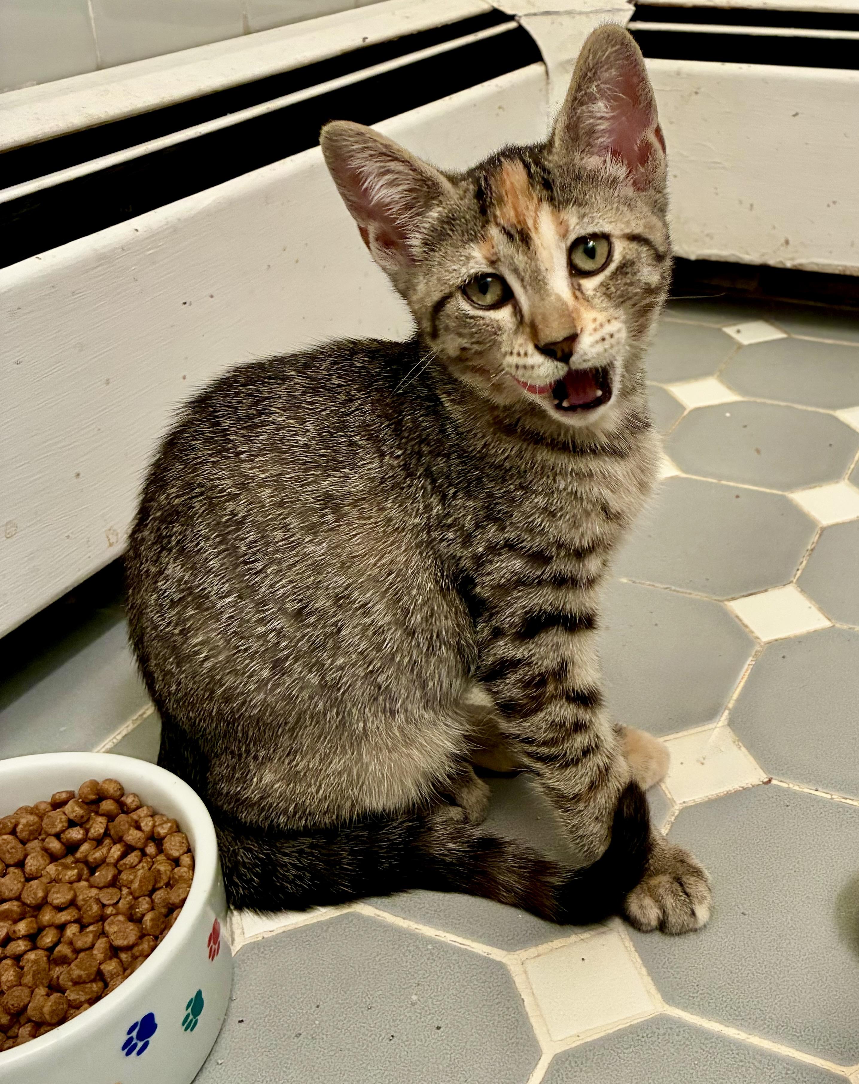 Ziti, a Adoptable mixed breed in River Edge, NJ image 1/4