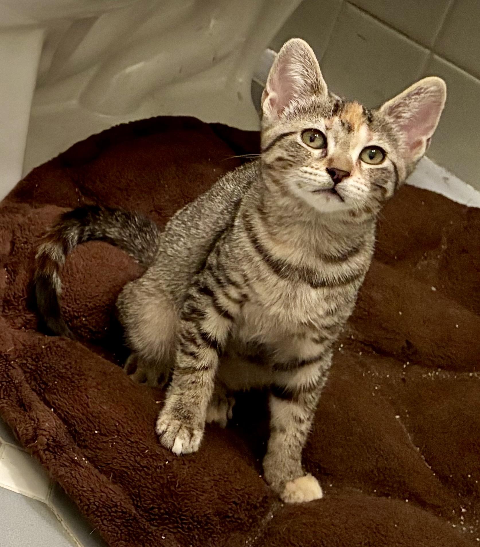 Ziti, a Adoptable mixed breed in River Edge, NJ image 3/4