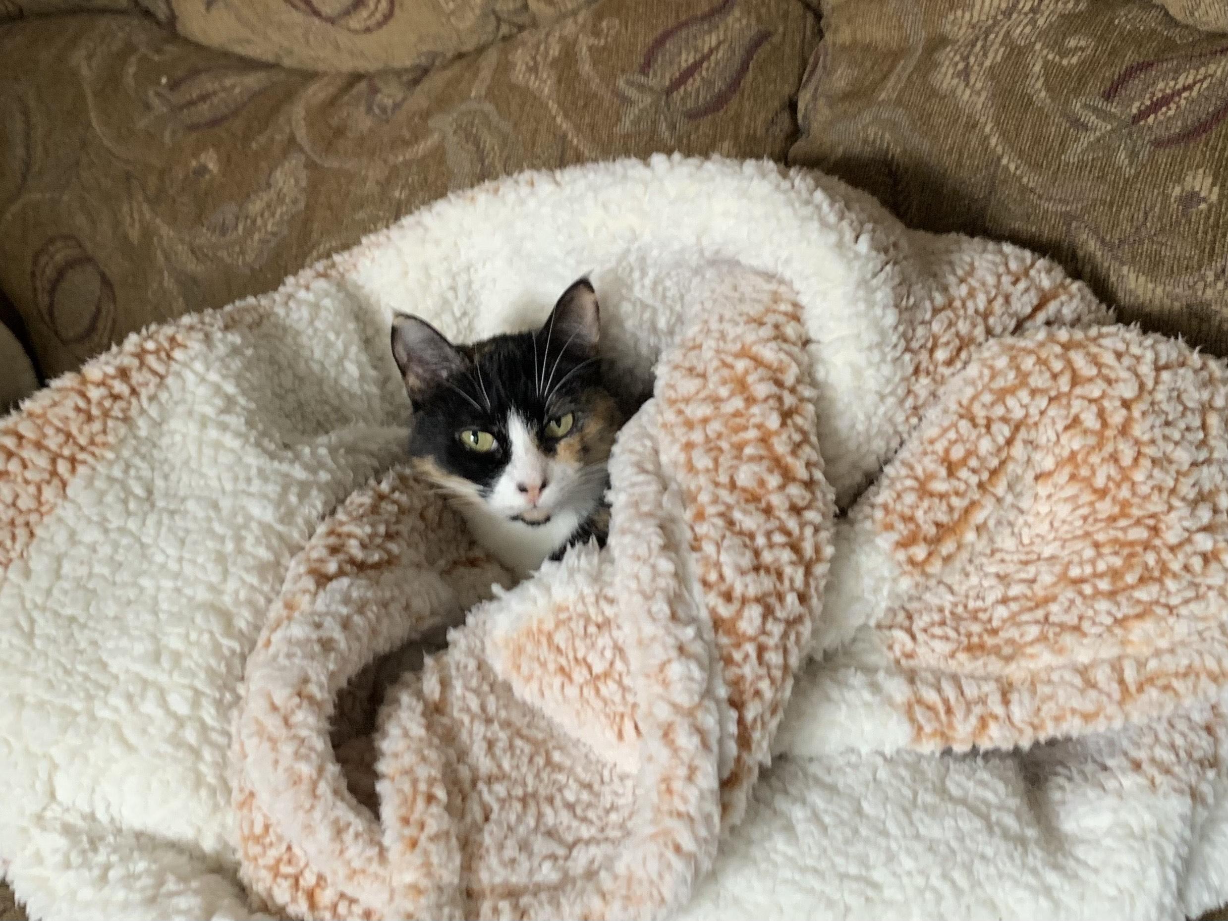 Enlarge Daisy, a Adopted Calico in The dalles, OR image 3/6