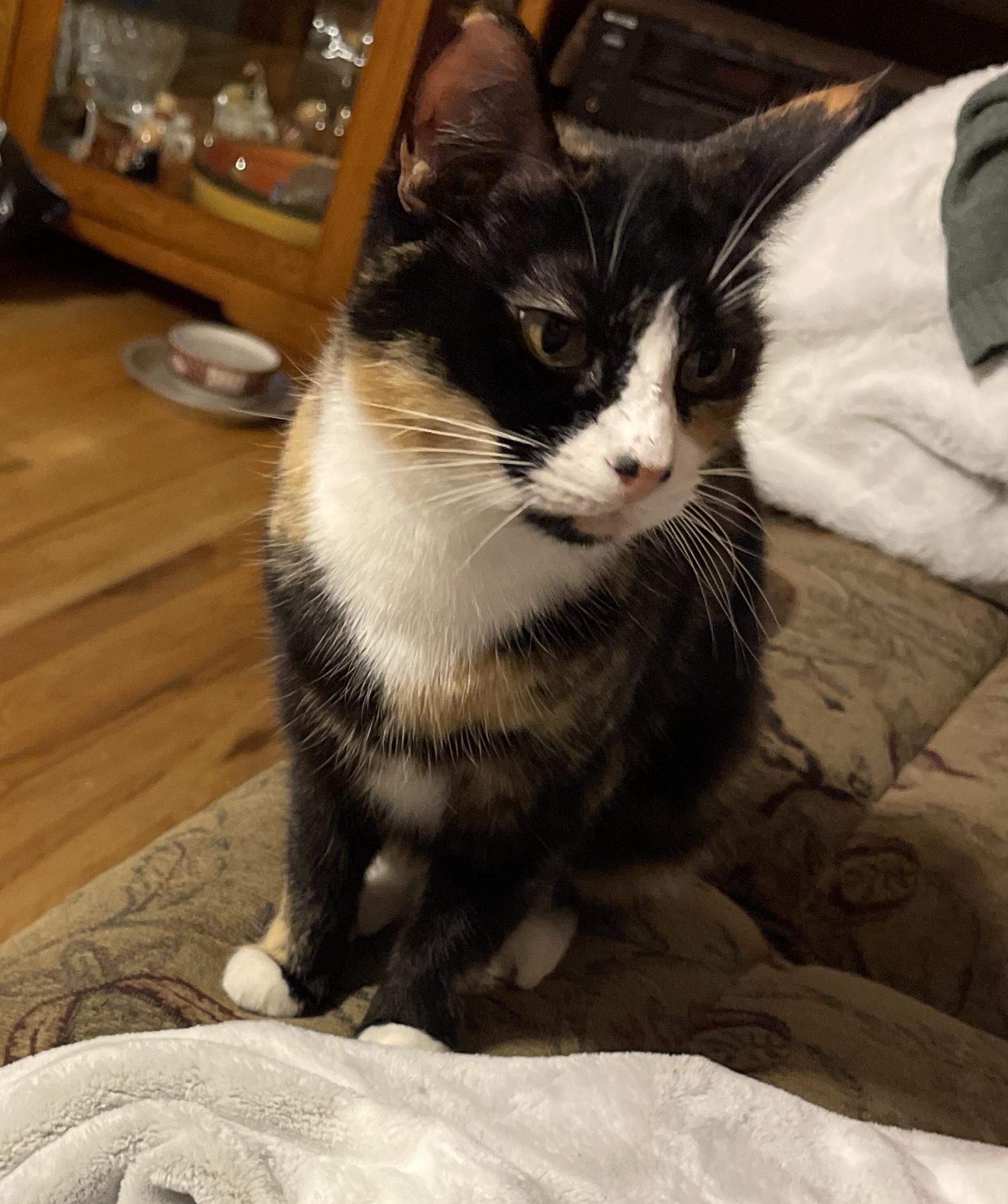 Enlarge Daisy, a Adopted Calico in The dalles, OR image 2/6
