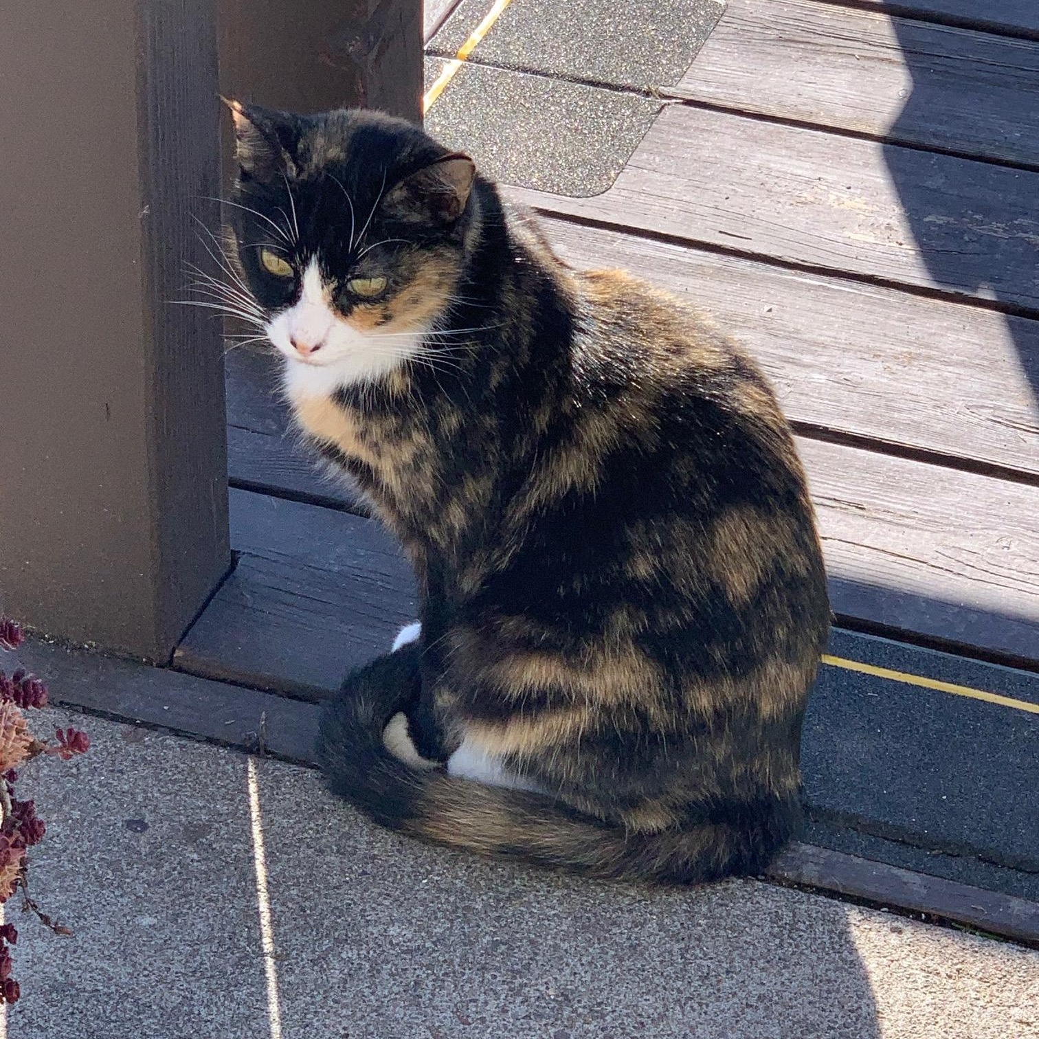 Daisy, Adopted, Adult Female Calico.