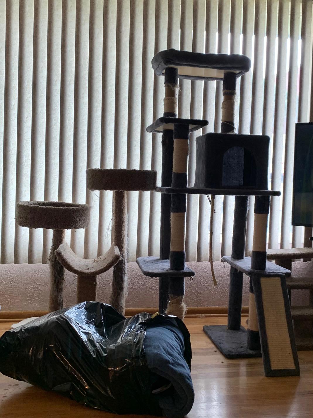 Enlarge Daisy, a Adopted Calico in The dalles, OR image 6/6