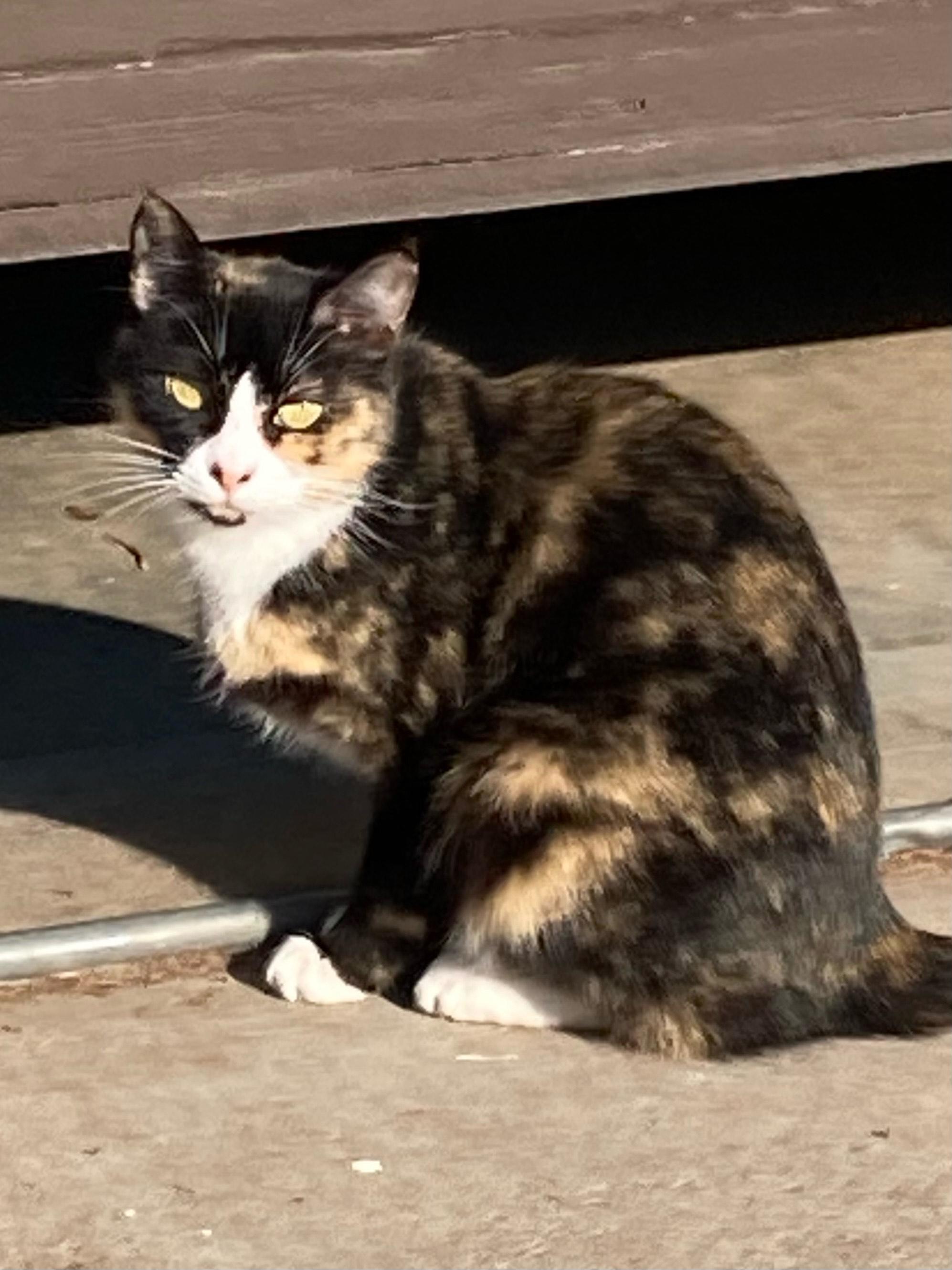 Enlarge Daisy, a Adopted Calico in The dalles, OR image 4/6