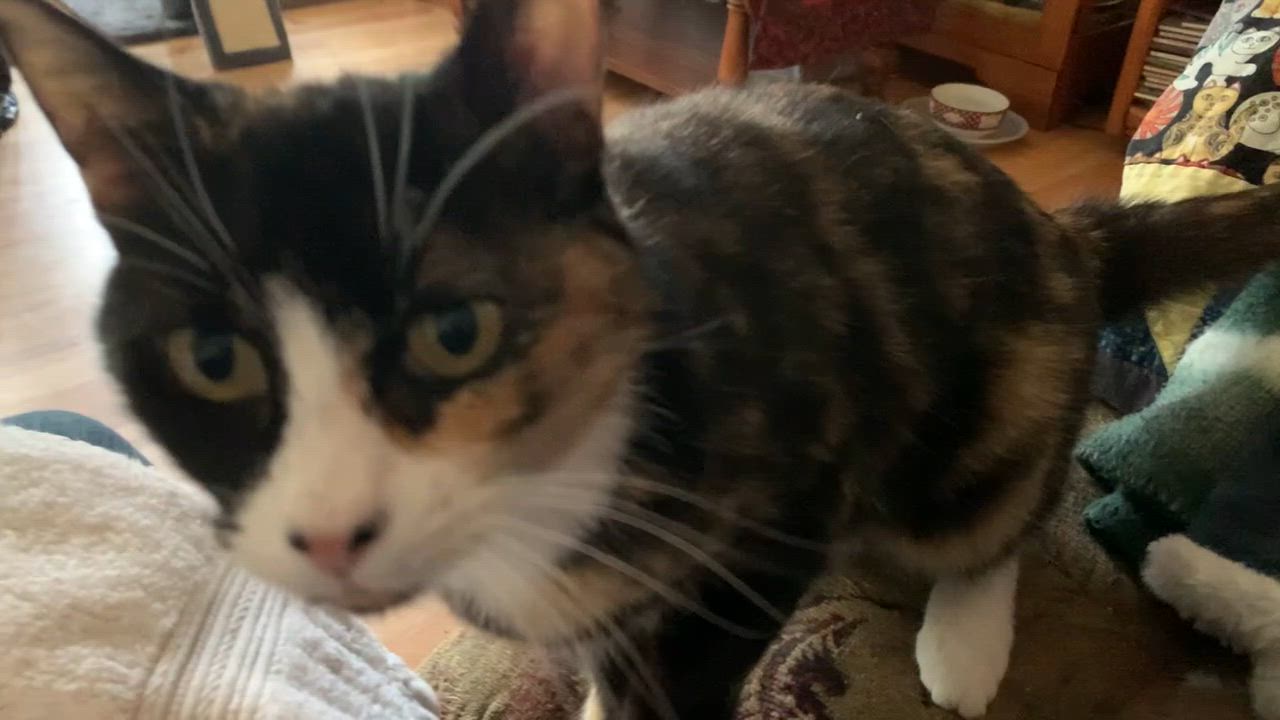 Enlarge Daisy, a Adopted Calico in The dalles, OR video 5/6