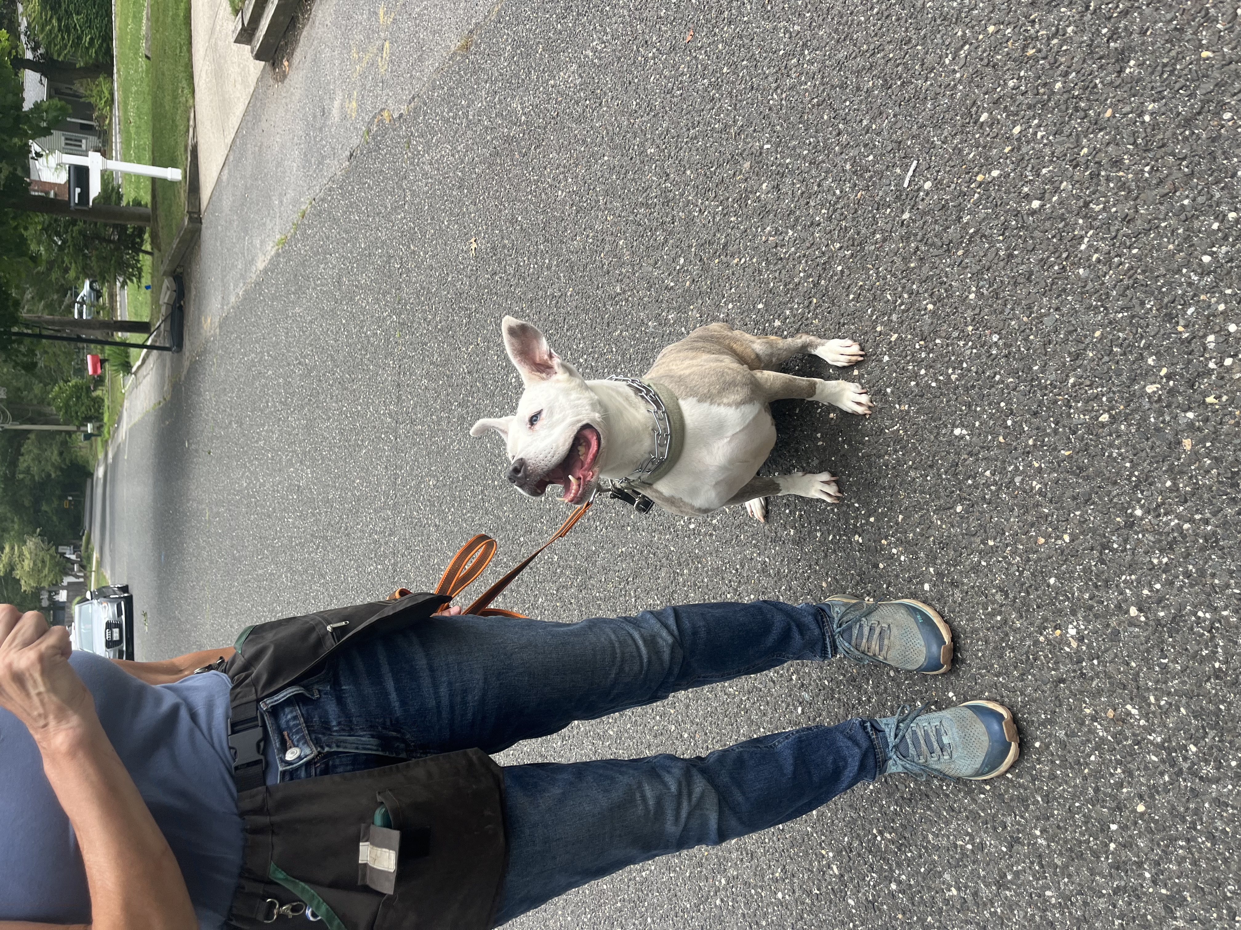 Enlarge Dixie - Long Island, a Adoptable mixed breed in Hampton Bays, NY image 3/6