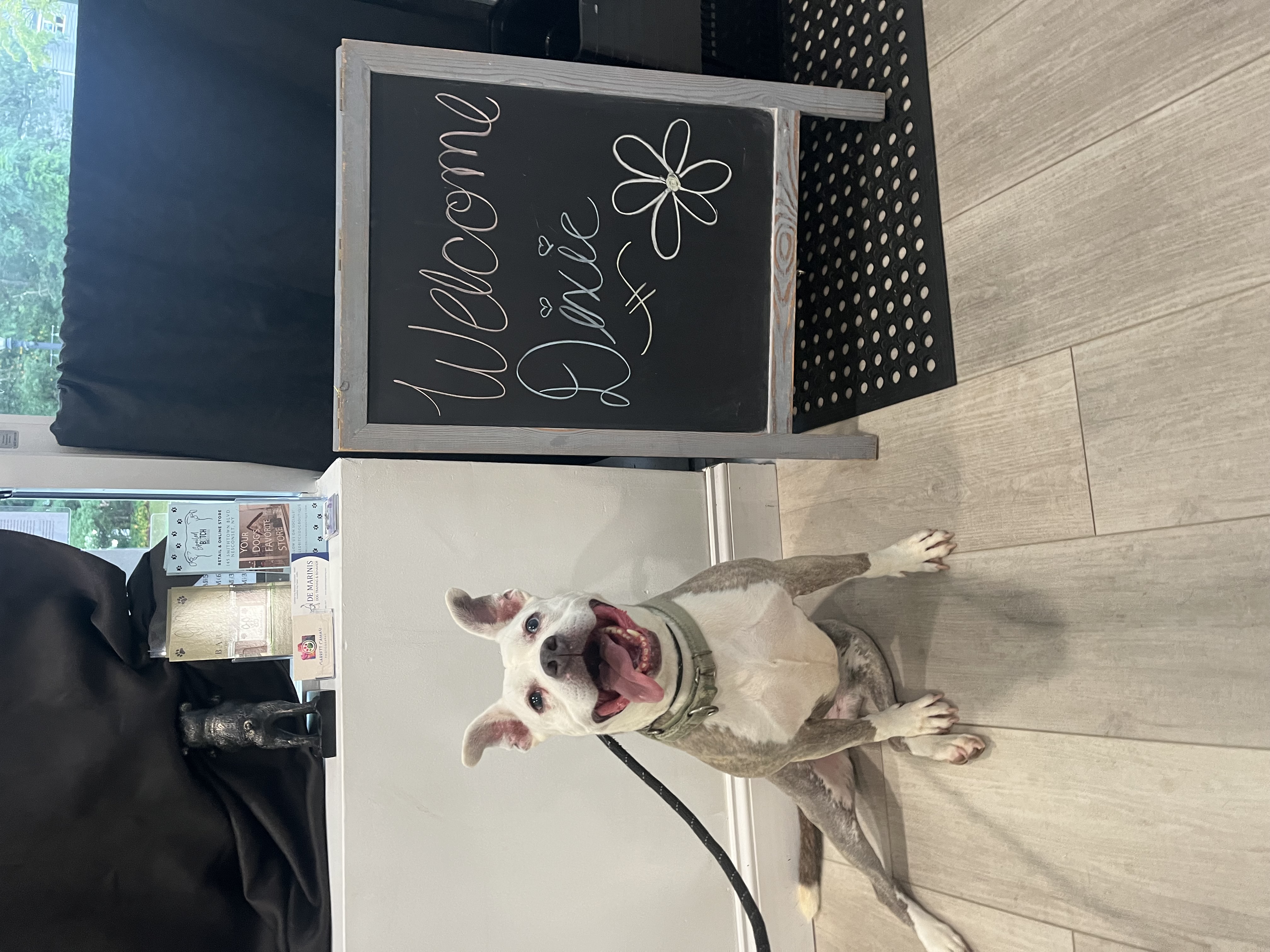 Enlarge Dixie - Long Island, a Adoptable mixed breed in Hampton Bays, NY image 5/6