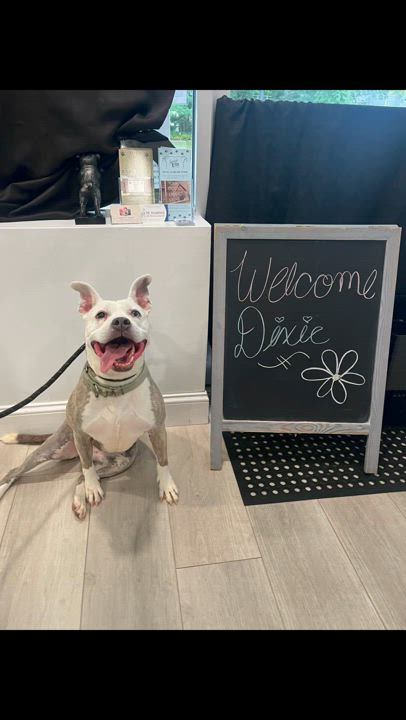Enlarge Dixie - Long Island, a Adoptable mixed breed in Hampton Bays, NY video 6/6