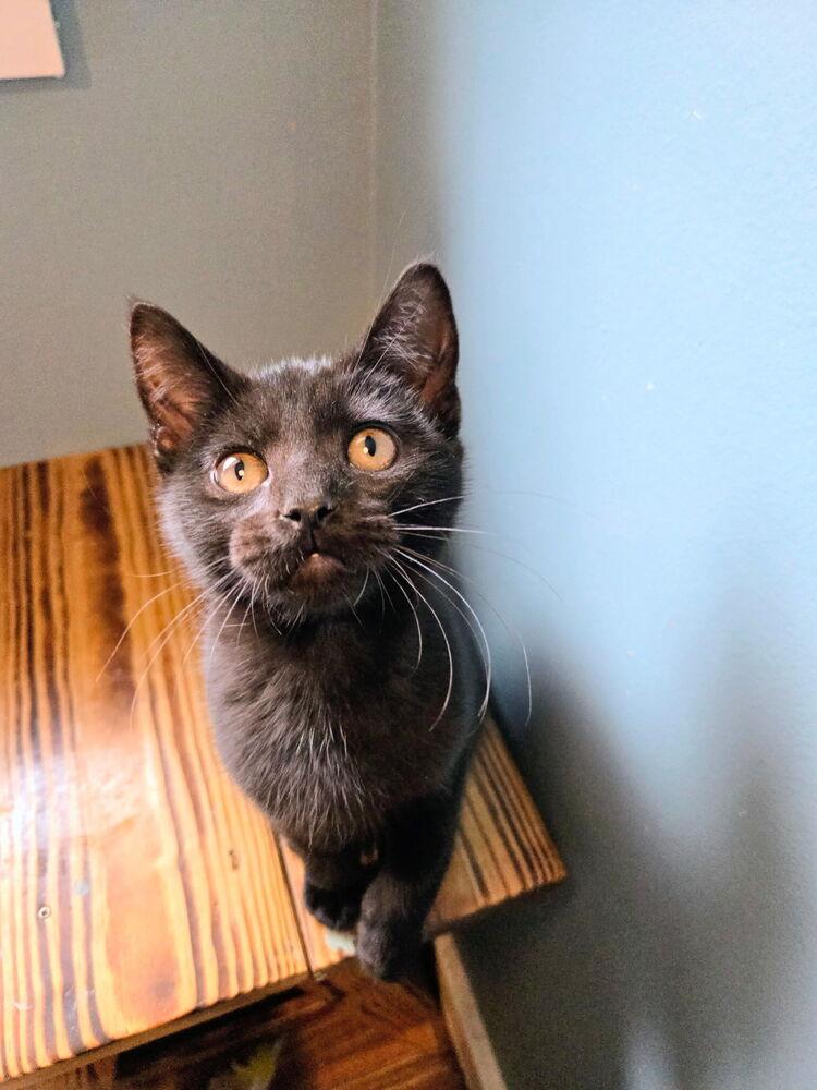 Horus, Adoptable, Kitten Male Domestic Short Hair.