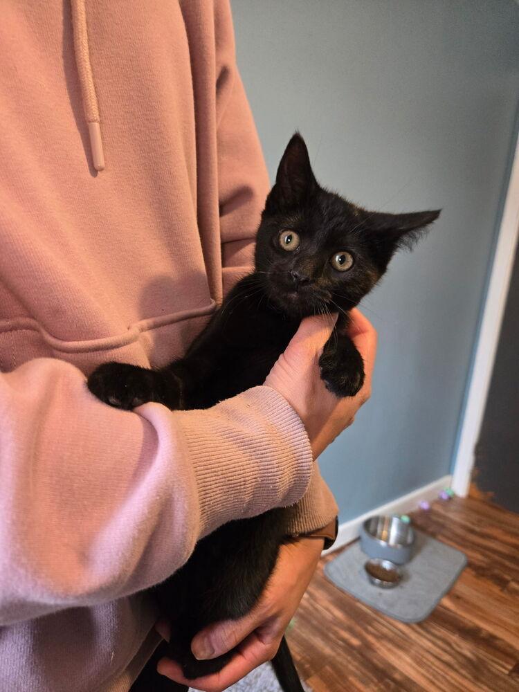 Horus, a Adoptable mixed breed in East Greenville, PA image 2/5