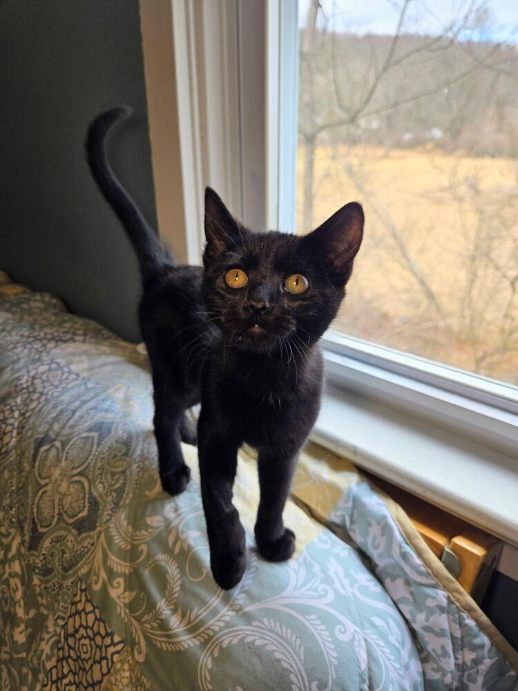 Horus — thumbnail 3