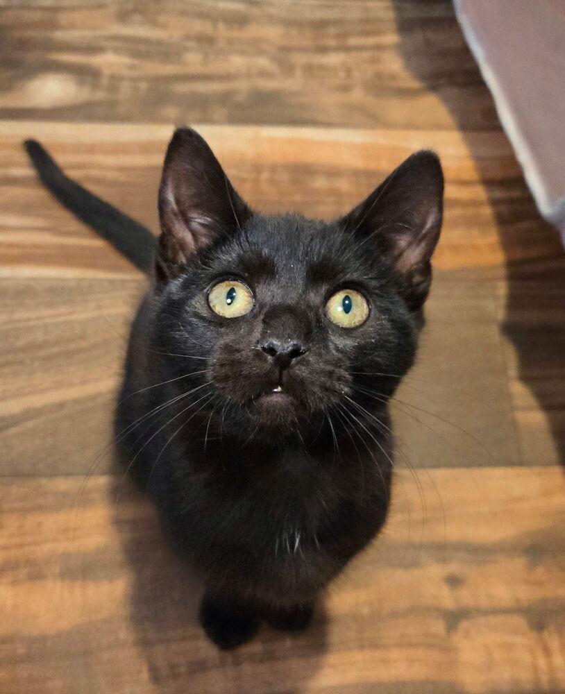 Horus, a Adoptable mixed breed in East Greenville, PA image 4/5