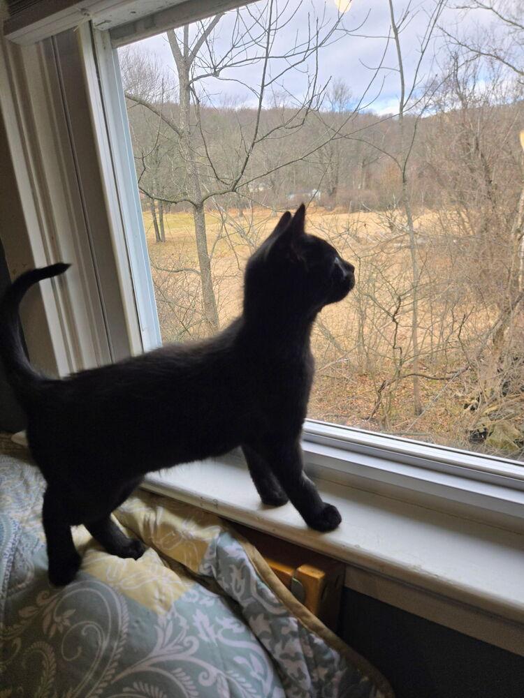 Horus, a Adoptable mixed breed in East Greenville, PA image 5/5