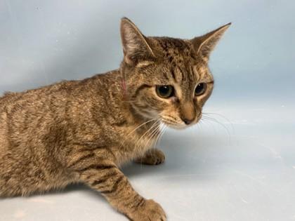 Enlarge Susan, a Adoptable mixed breed in Golden Valley, MN image 1/1