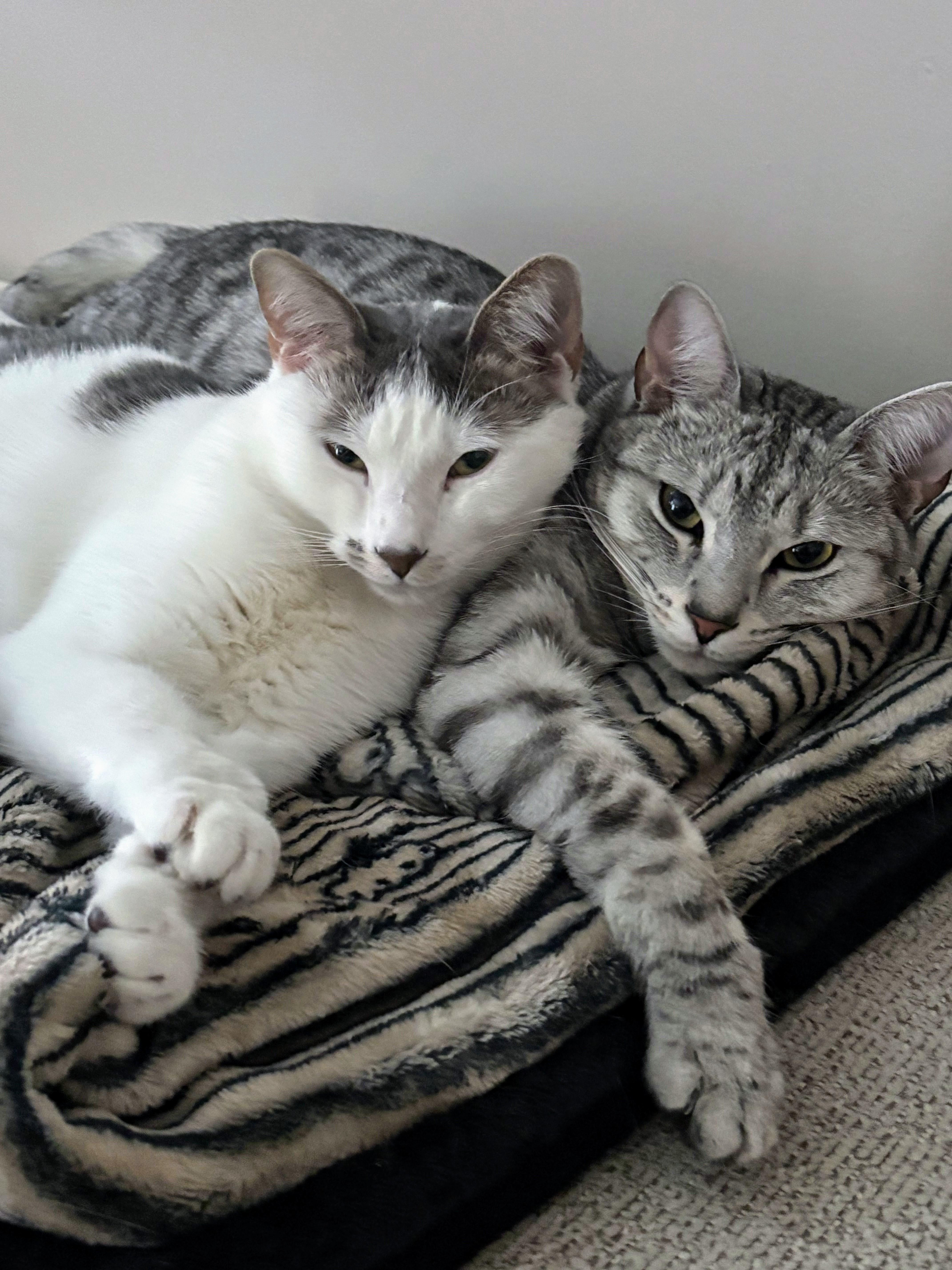 Custer and Patton, Adopted, Young Male Domestic Short Hair.