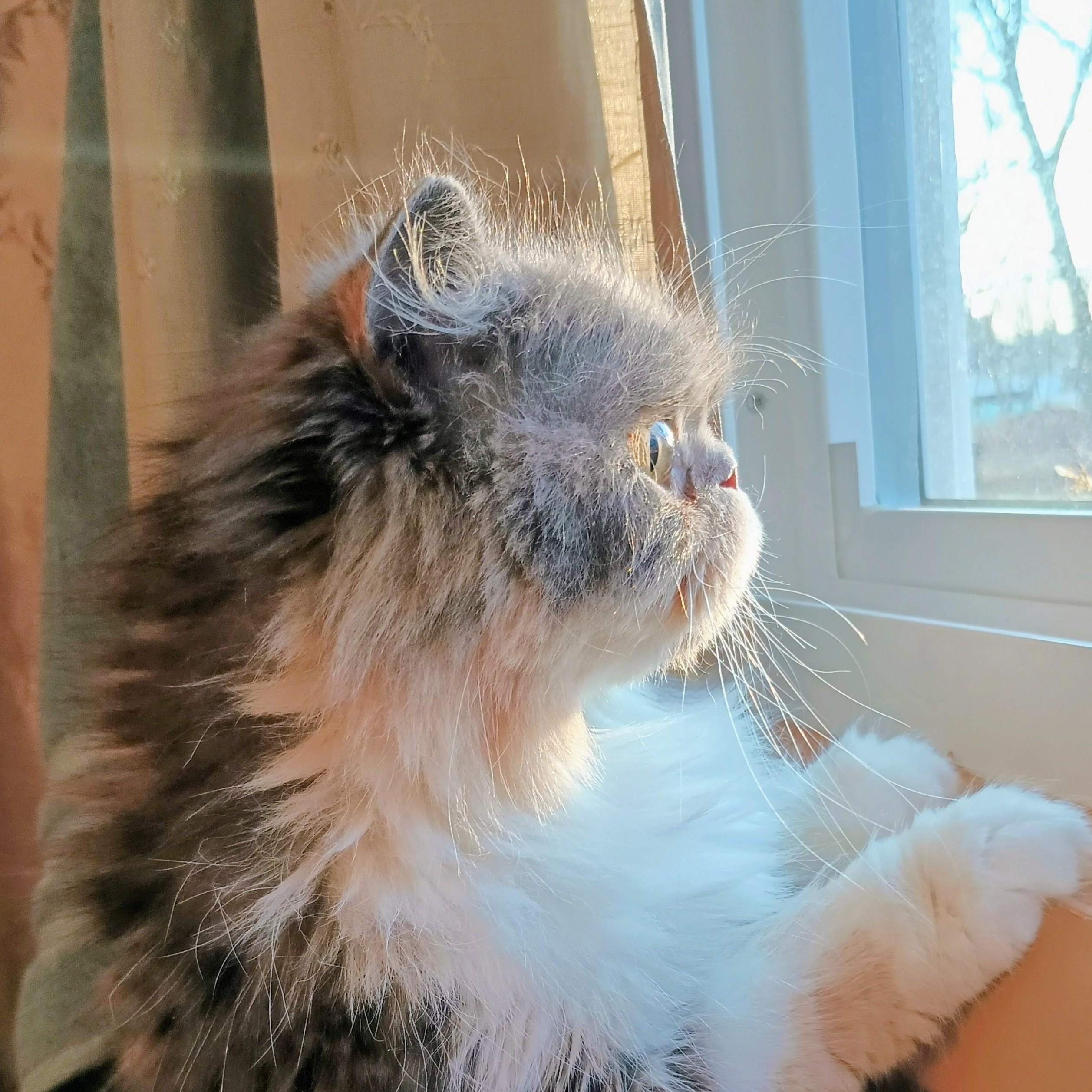 Enlarge ABIGAIL - SWEET LOVEABLE DILUTE CALICO DOLL FACE PERSIAN GIRL, an adopted Persian in Spring Green, WI image 5/5
