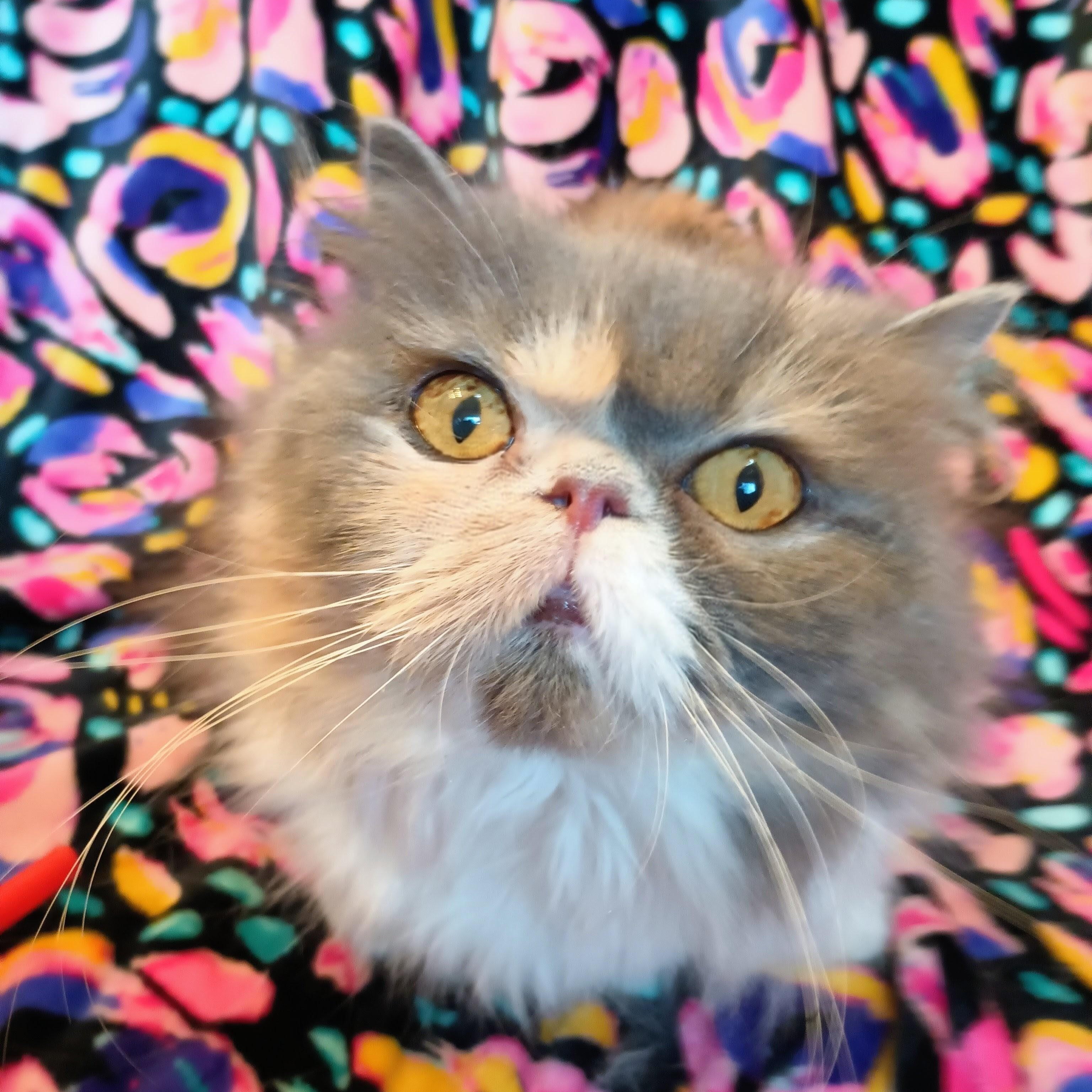 Enlarge ABIGAIL - SWEET LOVEABLE DILUTE CALICO DOLL FACE PERSIAN GIRL, an adopted Persian in Spring Green, WI image 1/5