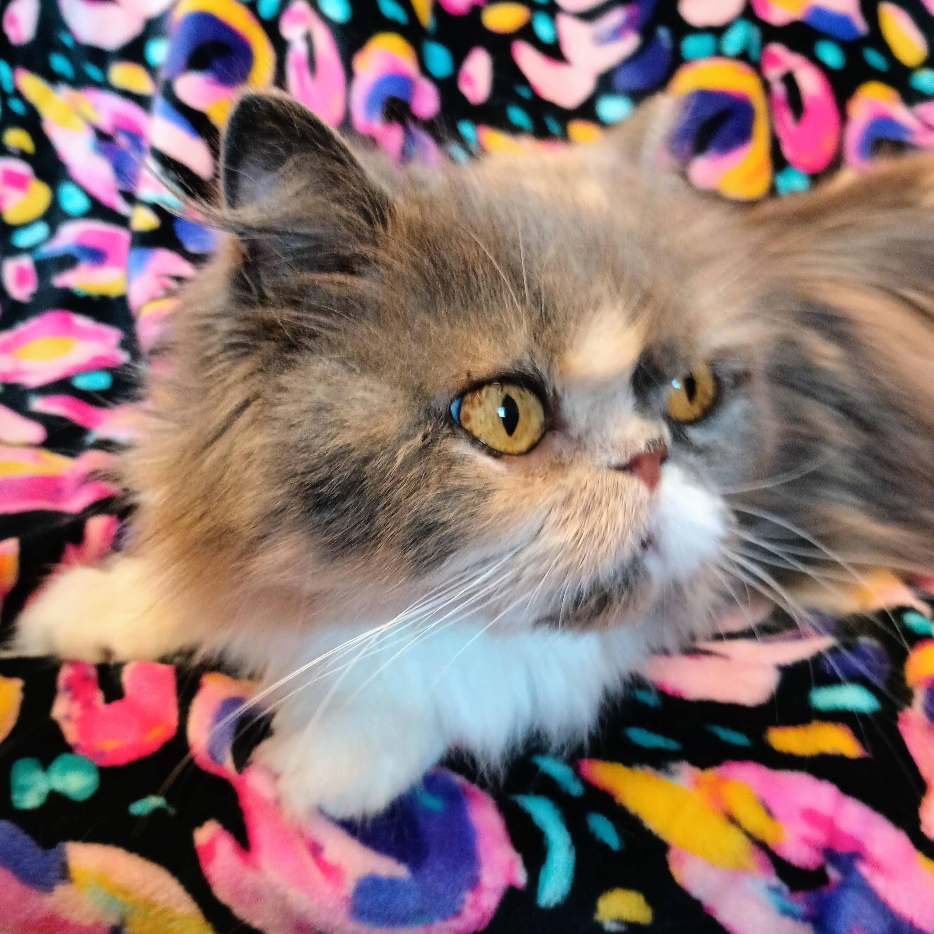 Enlarge ABIGAIL - SWEET LOVEABLE DILUTE CALICO DOLL FACE PERSIAN GIRL, an adopted Persian in Spring Green, WI image 4/5
