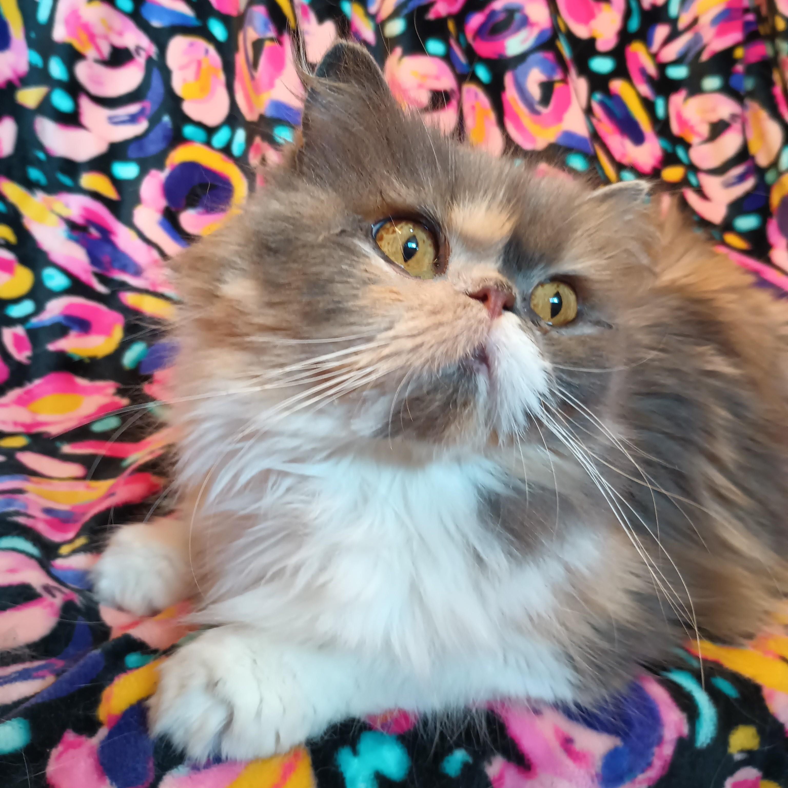 Enlarge ABIGAIL - SWEET LOVEABLE DILUTE CALICO DOLL FACE PERSIAN GIRL, an adopted Persian in Spring Green, WI image 3/5
