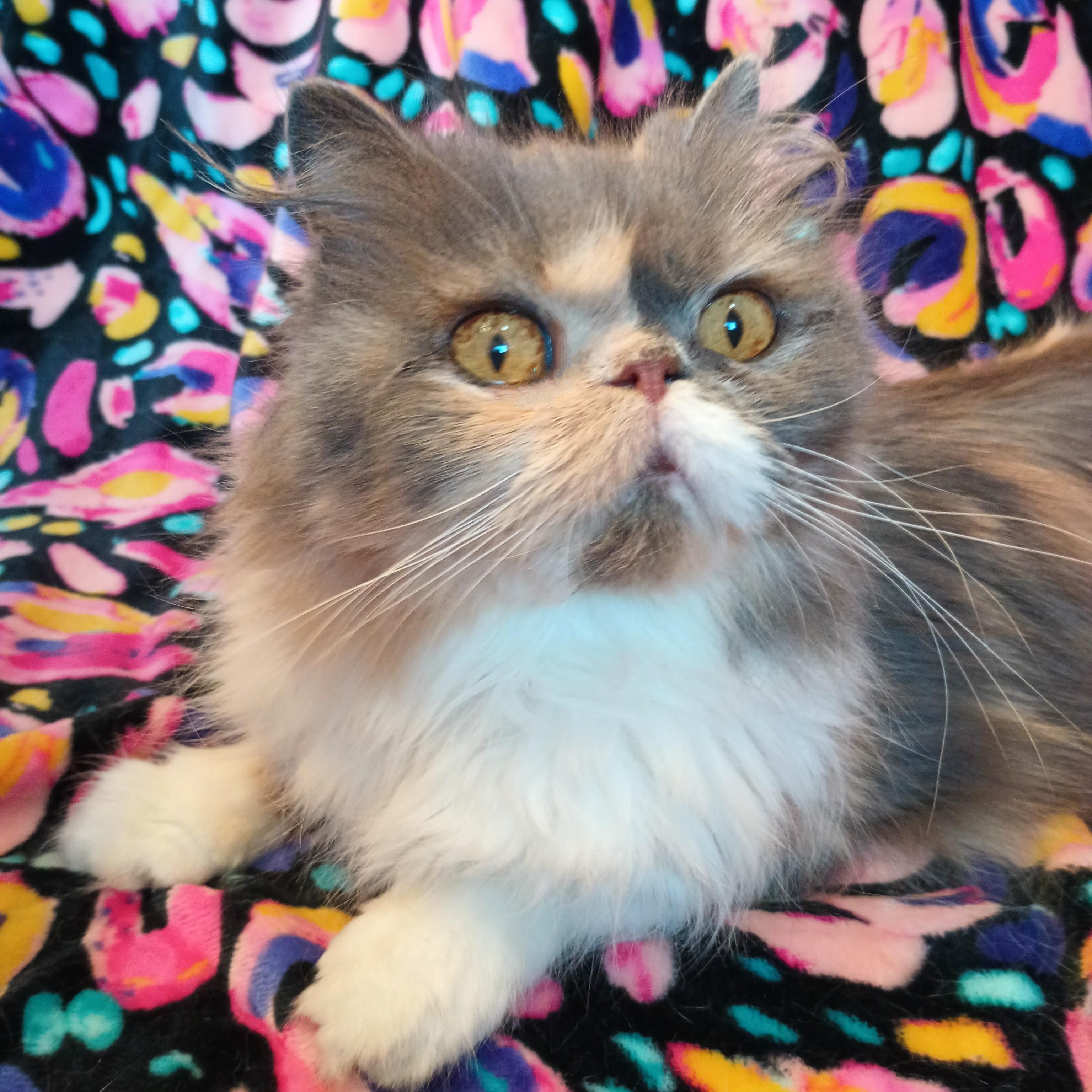 Enlarge ABIGAIL - SWEET LOVEABLE DILUTE CALICO DOLL FACE PERSIAN GIRL, an adopted Persian in Spring Green, WI image 2/5