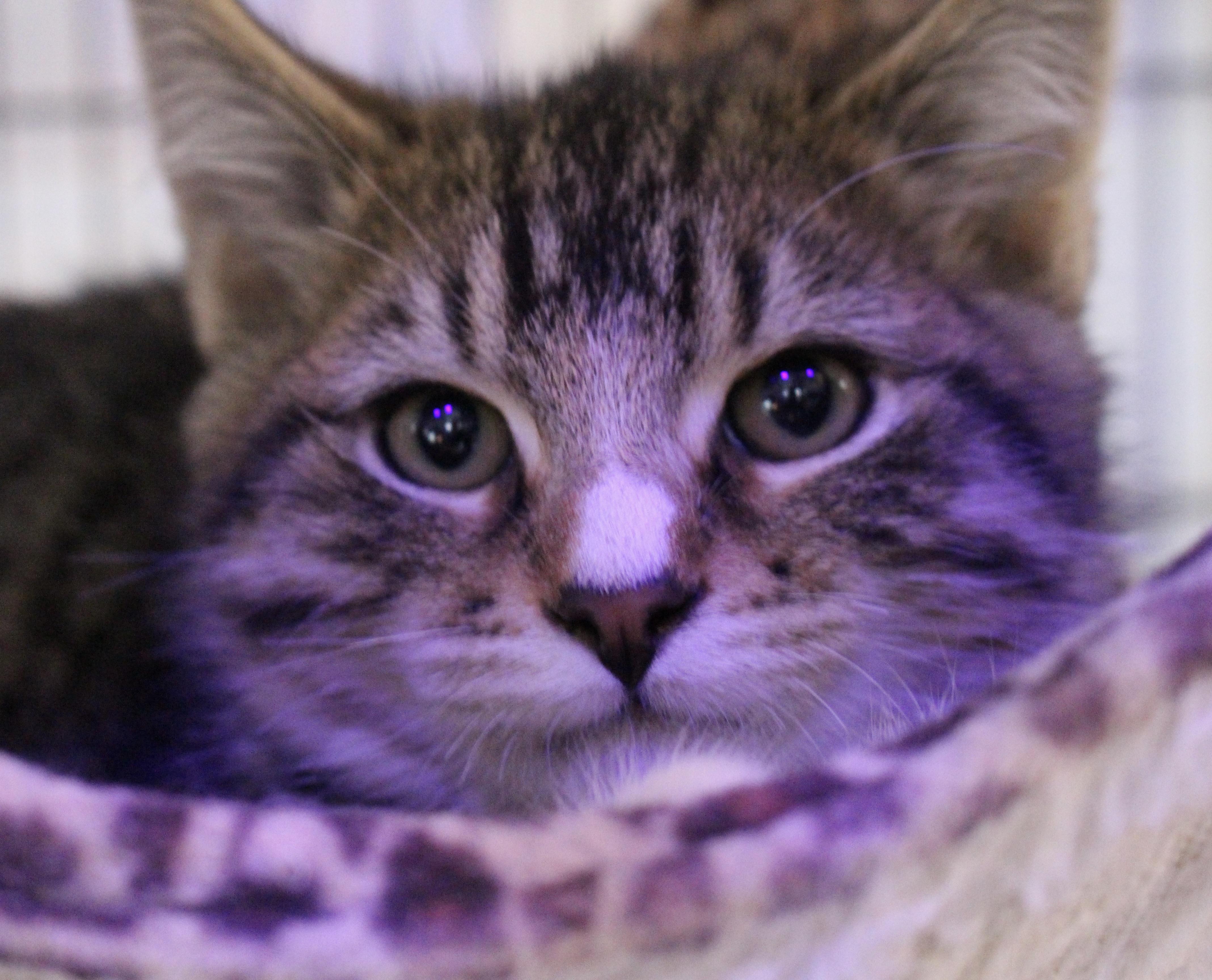 0407-2505, Adopted, Kitten Male Domestic Short Hair.