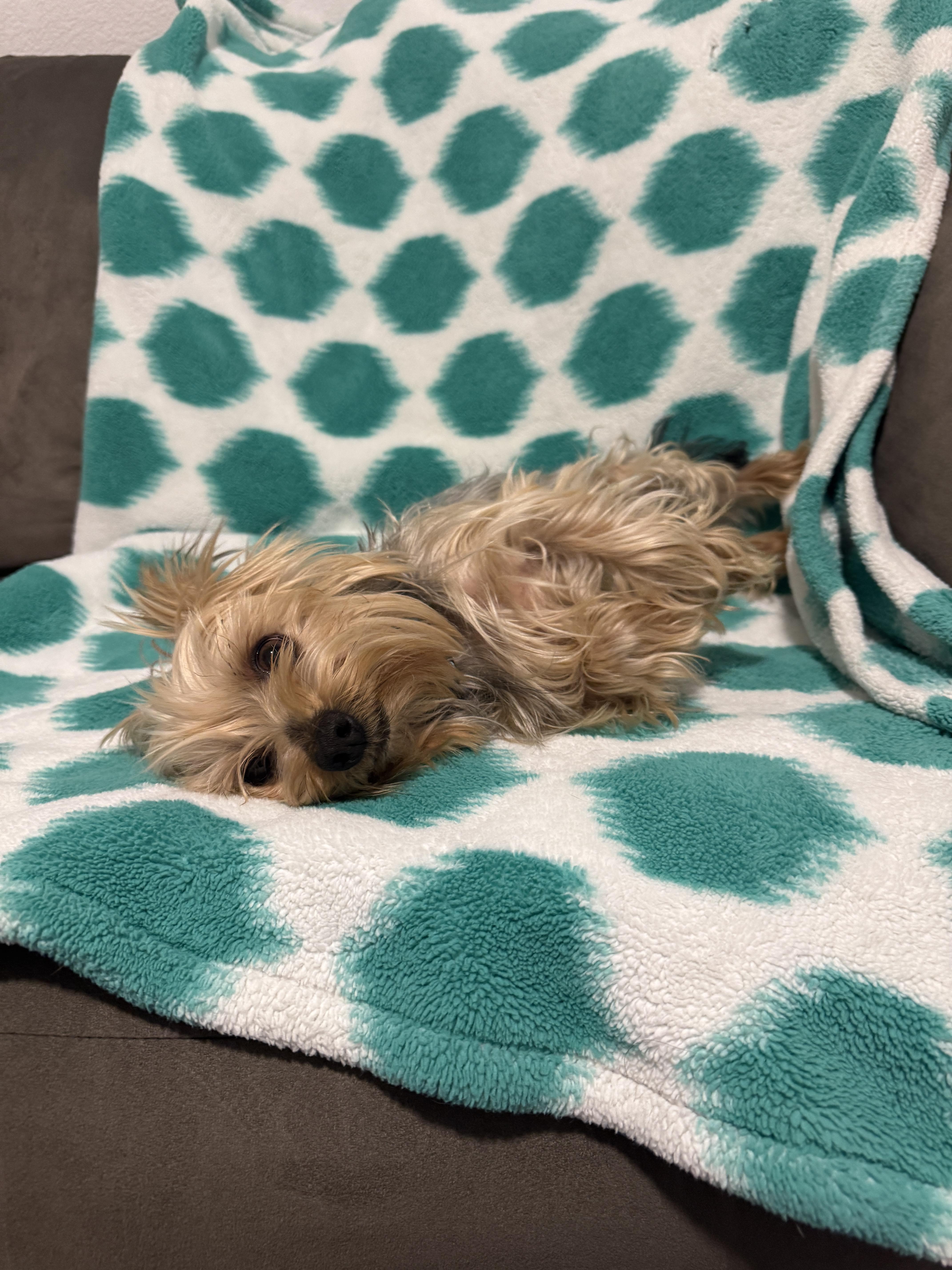 Merle, ADOPTABLE, Adult Male Yorkshire Terrier.