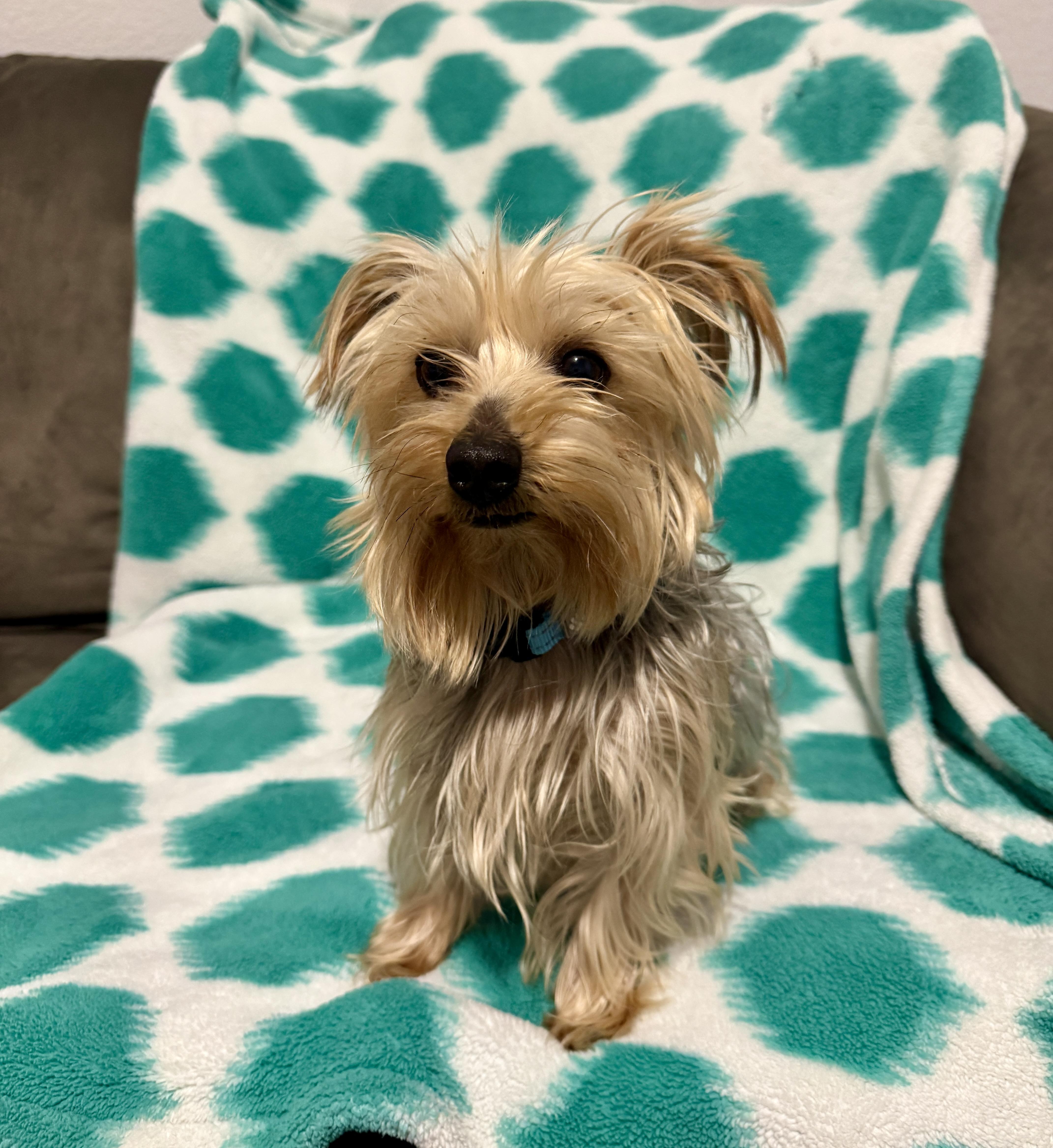 Merle, a ADOPTABLE mixed breed in Fort Collins, CO image 2/3