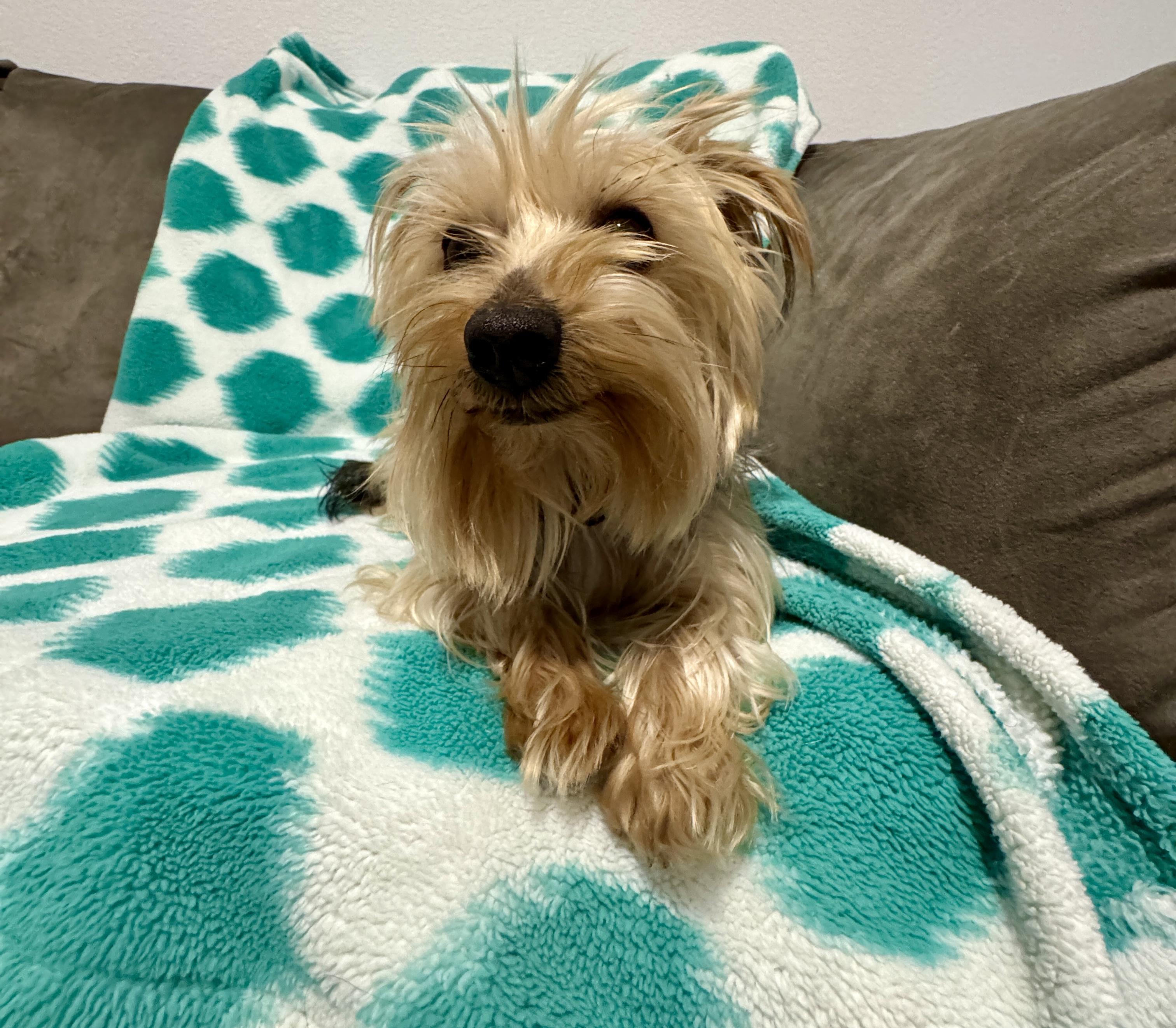 Merle, a ADOPTABLE mixed breed in Fort Collins, CO image 3/3