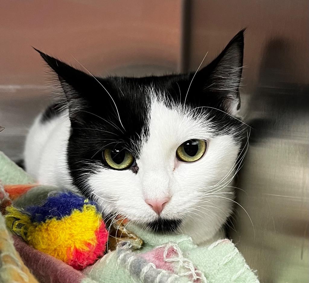 CC, Adoptable, Young Female Domestic Short Hair.