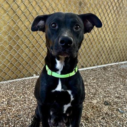 Lovely, Adoptable, Young Female Black Labrador Retriever & Mixed Breed.