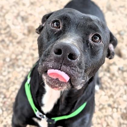 Lovely, a Adoptable mixed breed in Buchanan Dam, TX image 2/2