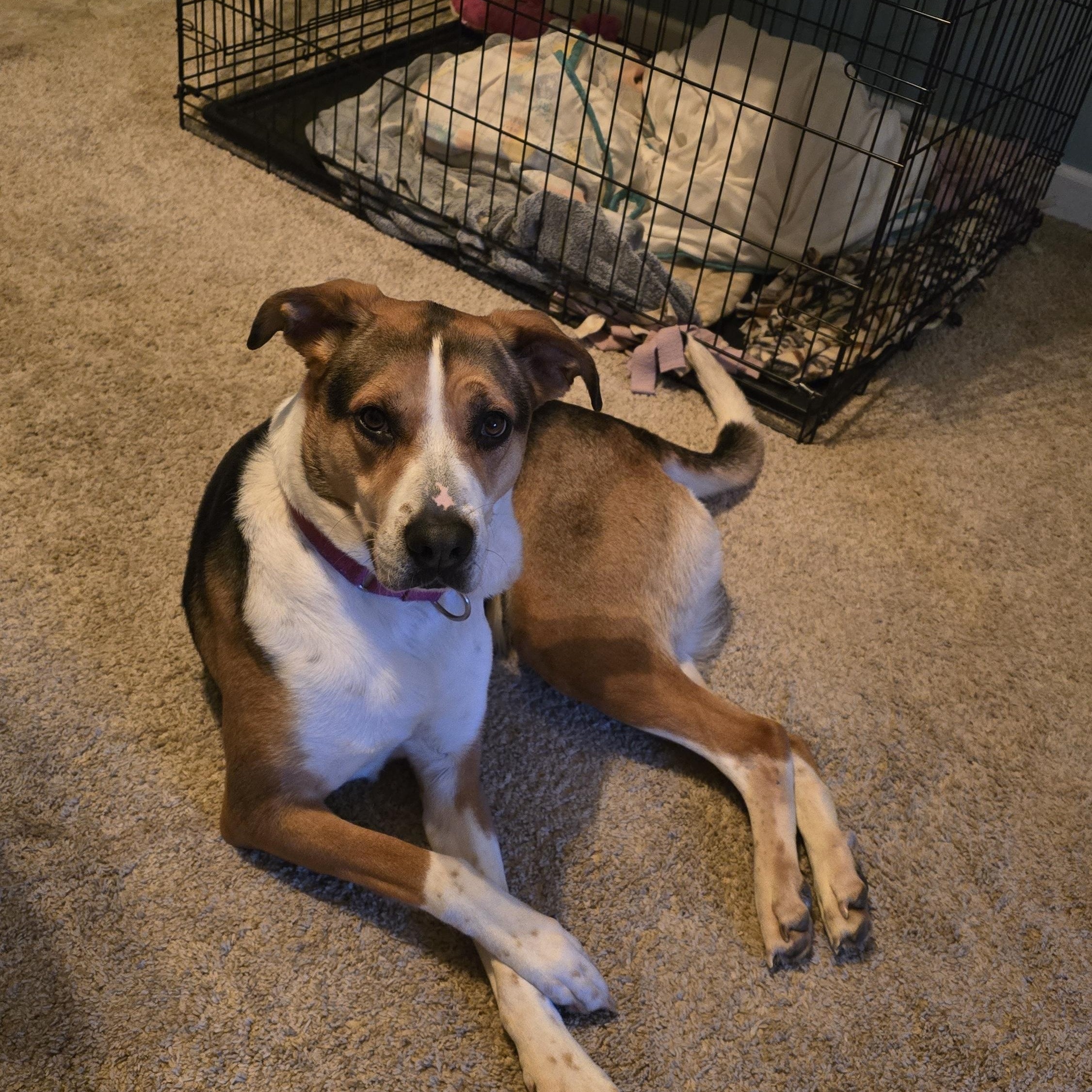 Enlarge Shelly, a ADOPTABLE mixed breed in Lemont, IL image 4/6