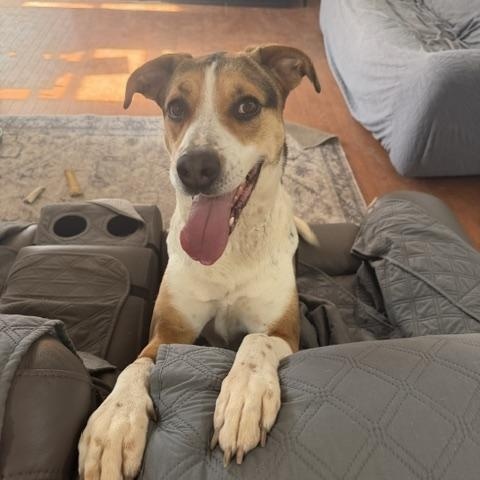 Enlarge Shelly, a ADOPTABLE mixed breed in Lemont, IL image 1/6