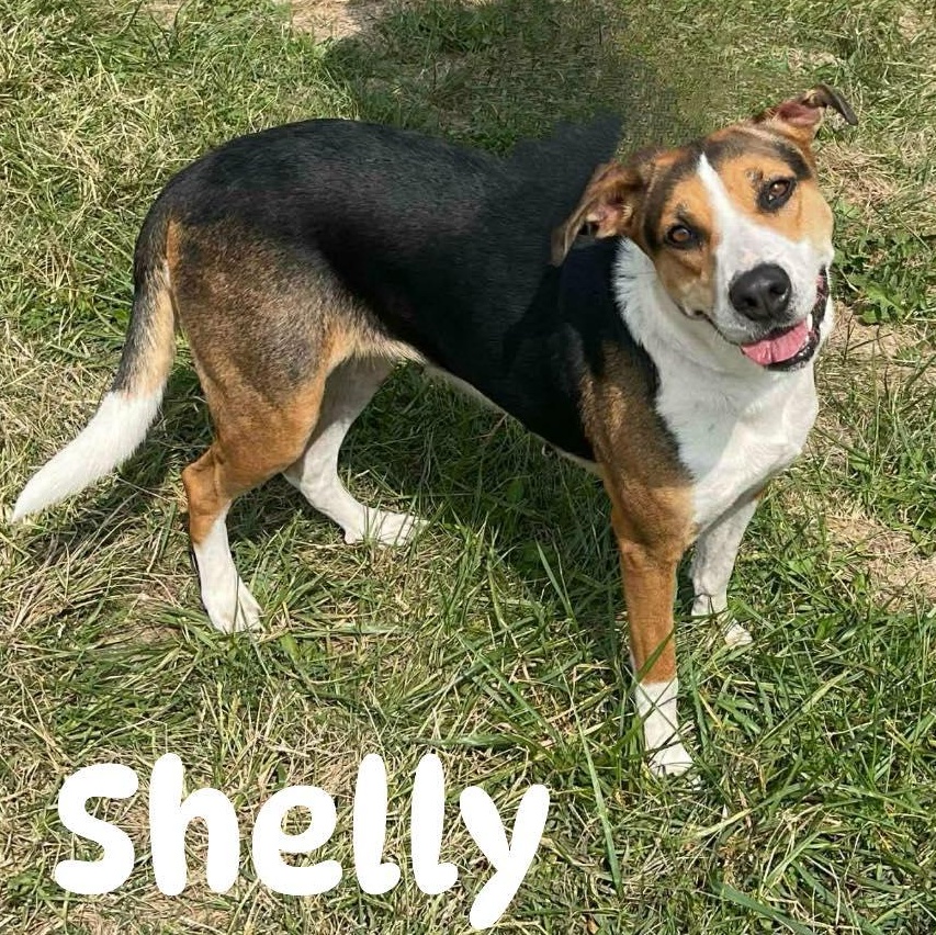 Enlarge Shelly, a ADOPTABLE mixed breed in Lemont, IL image 3/6
