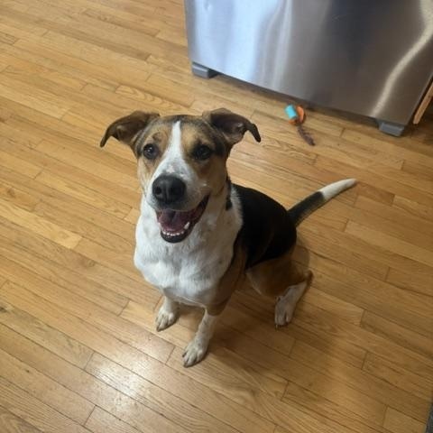 Enlarge Shelly, a ADOPTABLE mixed breed in Lemont, IL image 6/6
