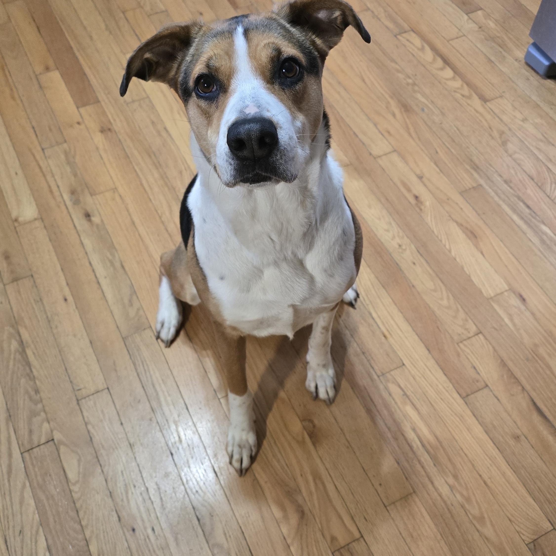 Enlarge Shelly, a ADOPTABLE mixed breed in Lemont, IL image 2/6