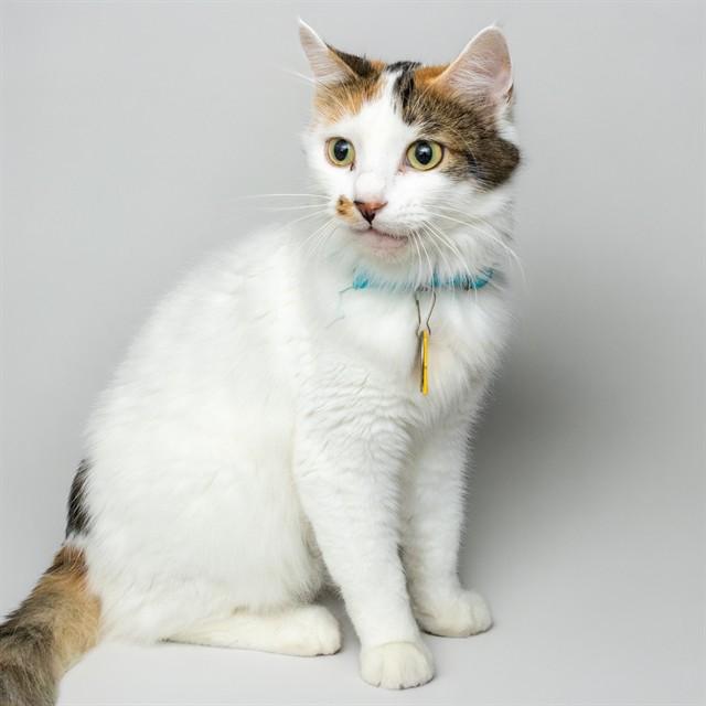 LIMESTONE, Adoptable, Adult Female Domestic Short Hair.