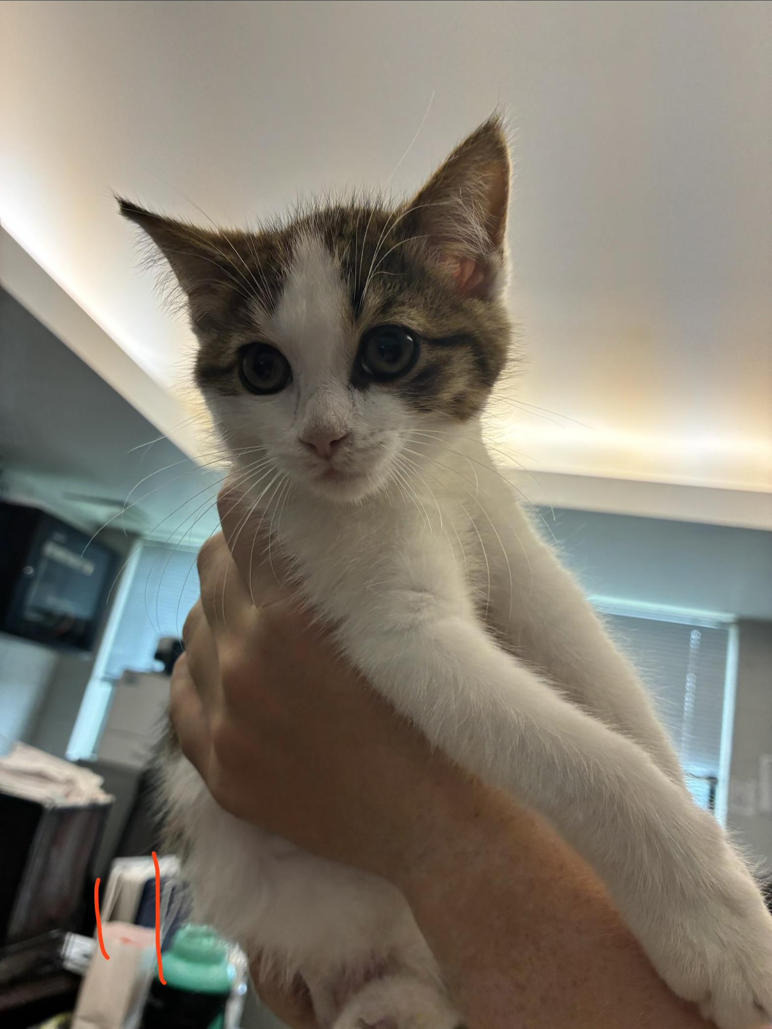 Enlarge Rory, a ADOPTABLE Domestic Short Hair in Caro, MI image 1/1